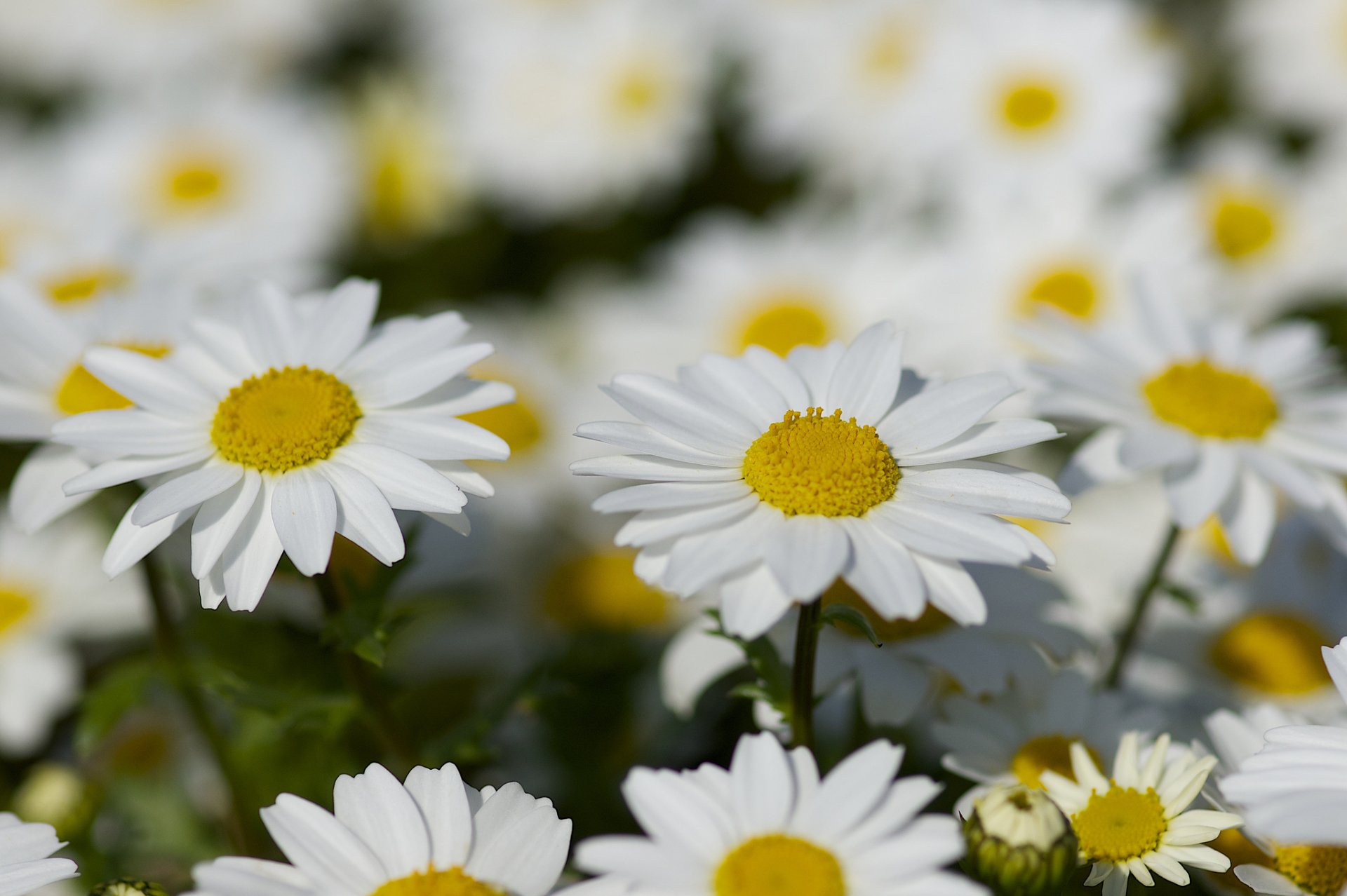 marguerites soleils été