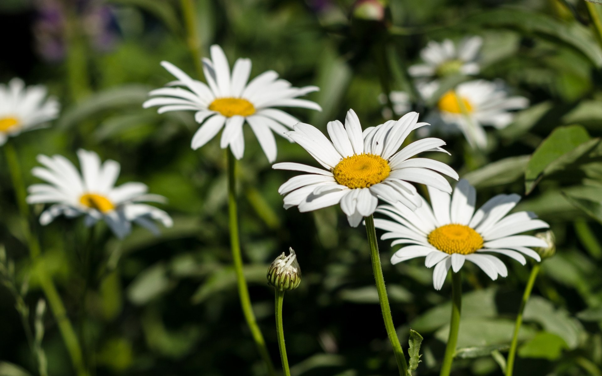 chamomile grass green