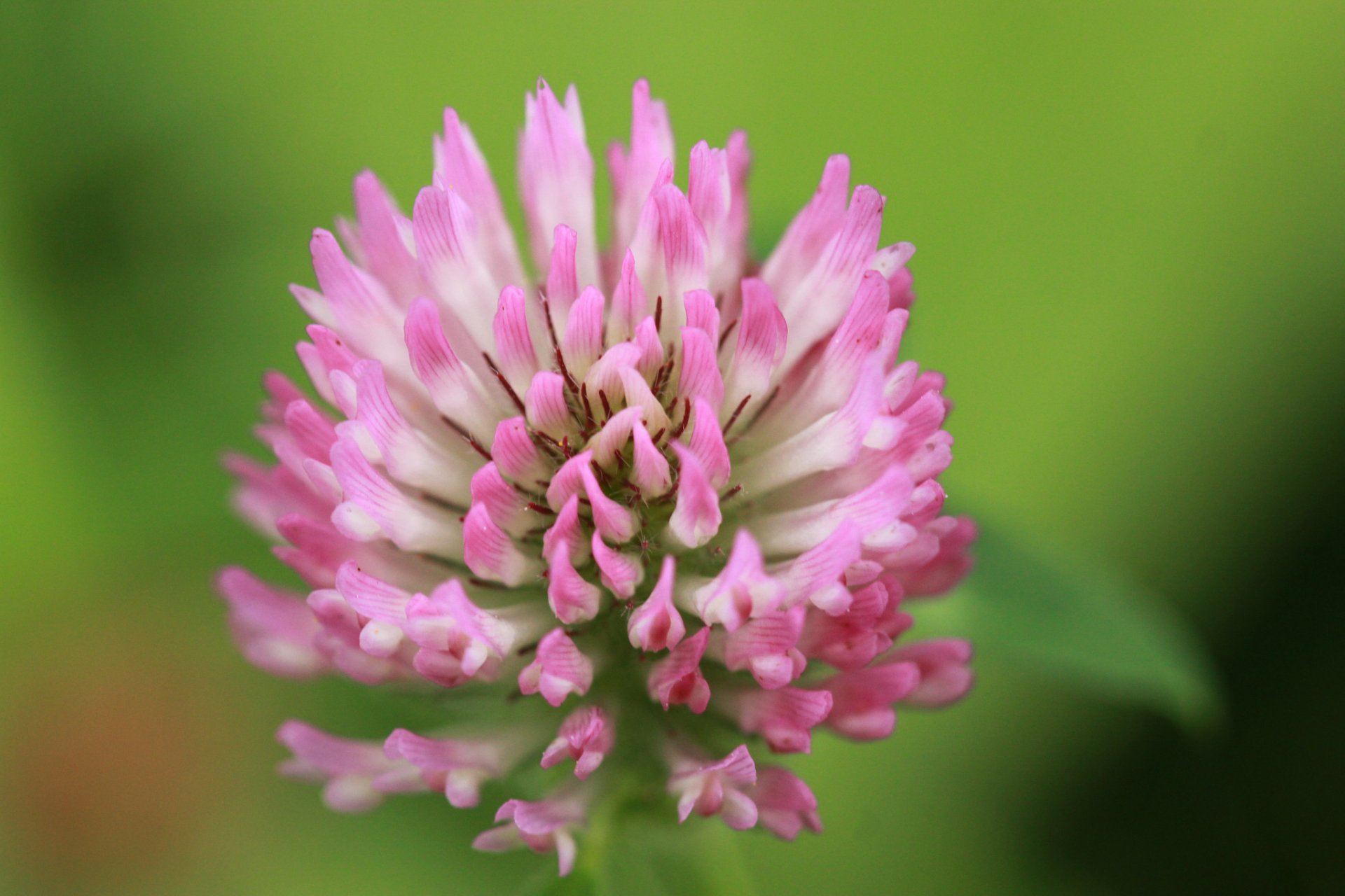 flor rosa trébol macro