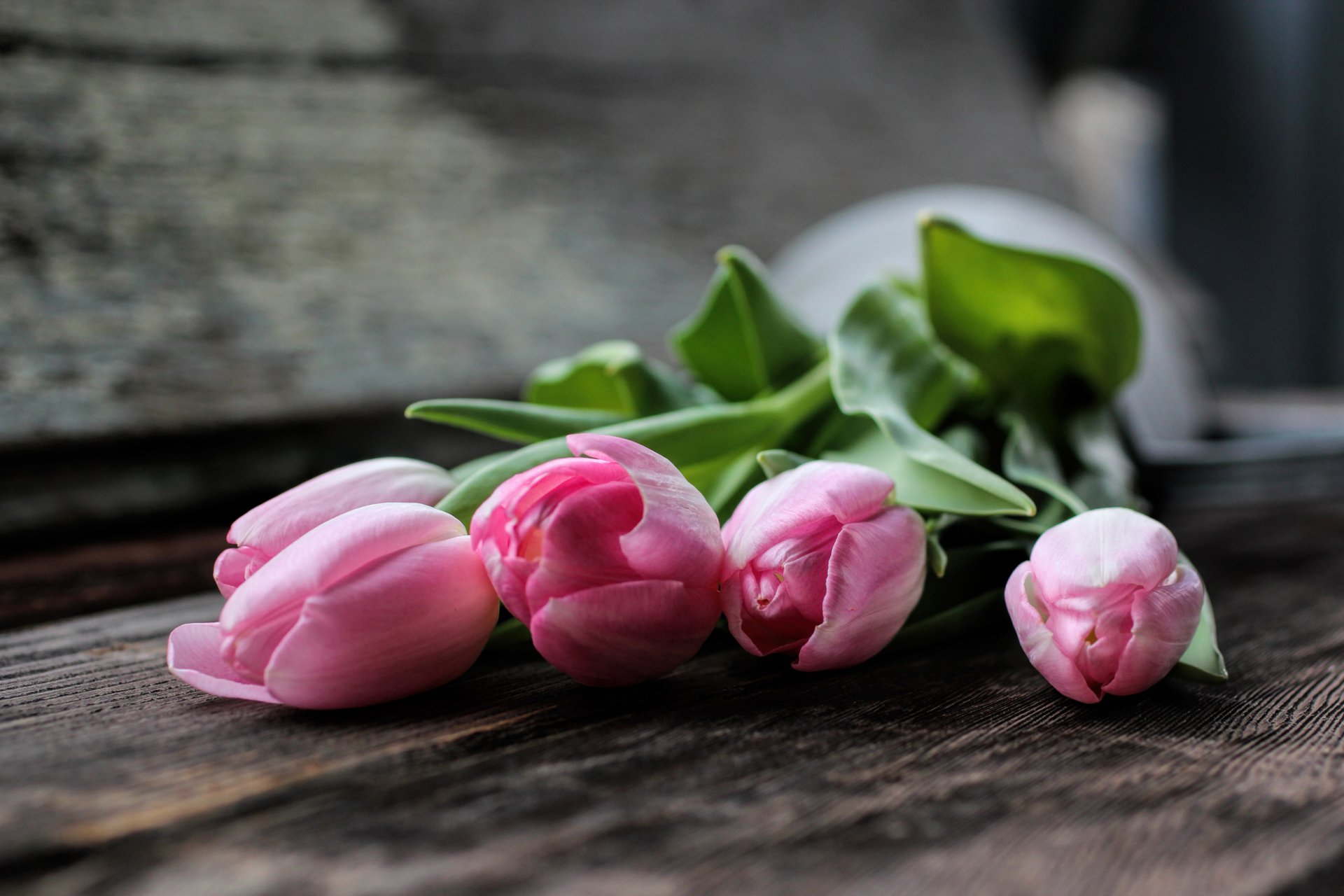 tulipes rose fleurs pétales