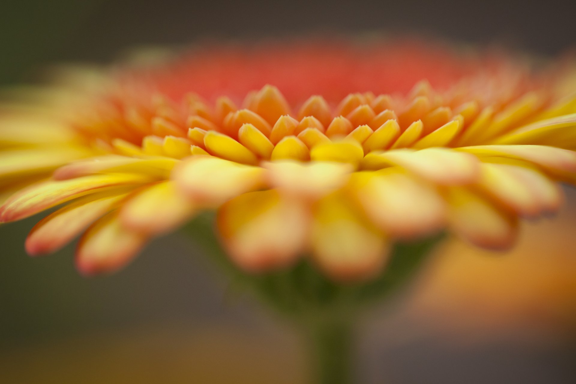 gerbera arancione messa a fuoco fiore