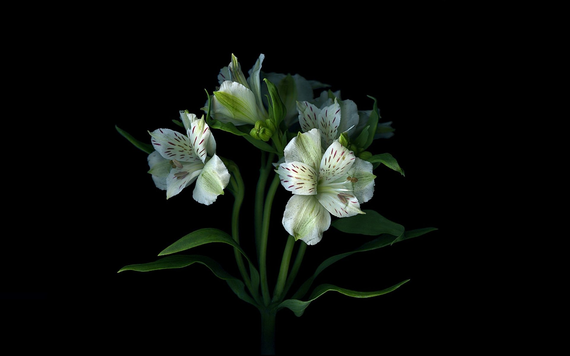 petals light bouquet shadow wallpaper