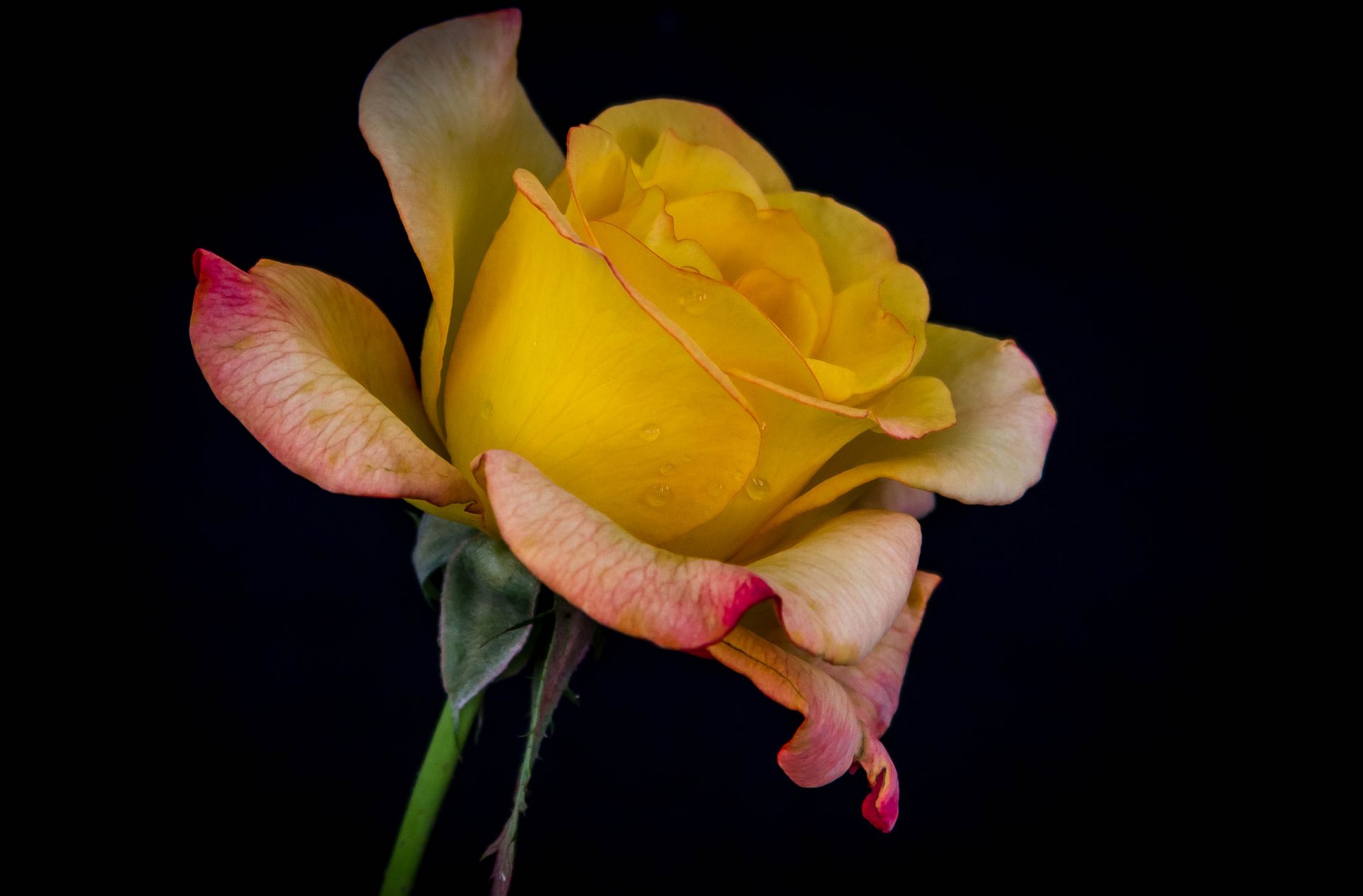 rose petals bud drops rosa water close up