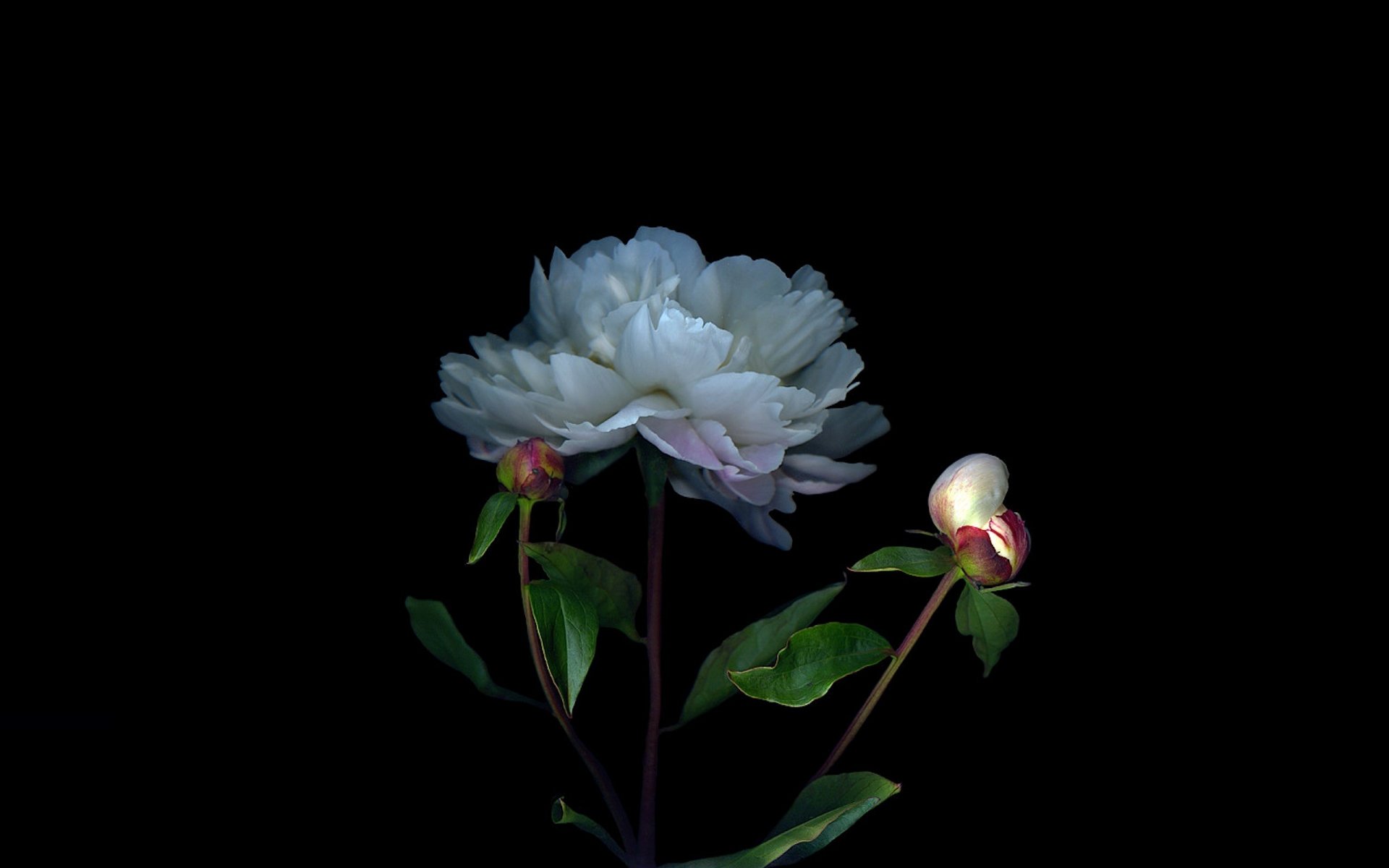 light shadow bush bud petals the stem