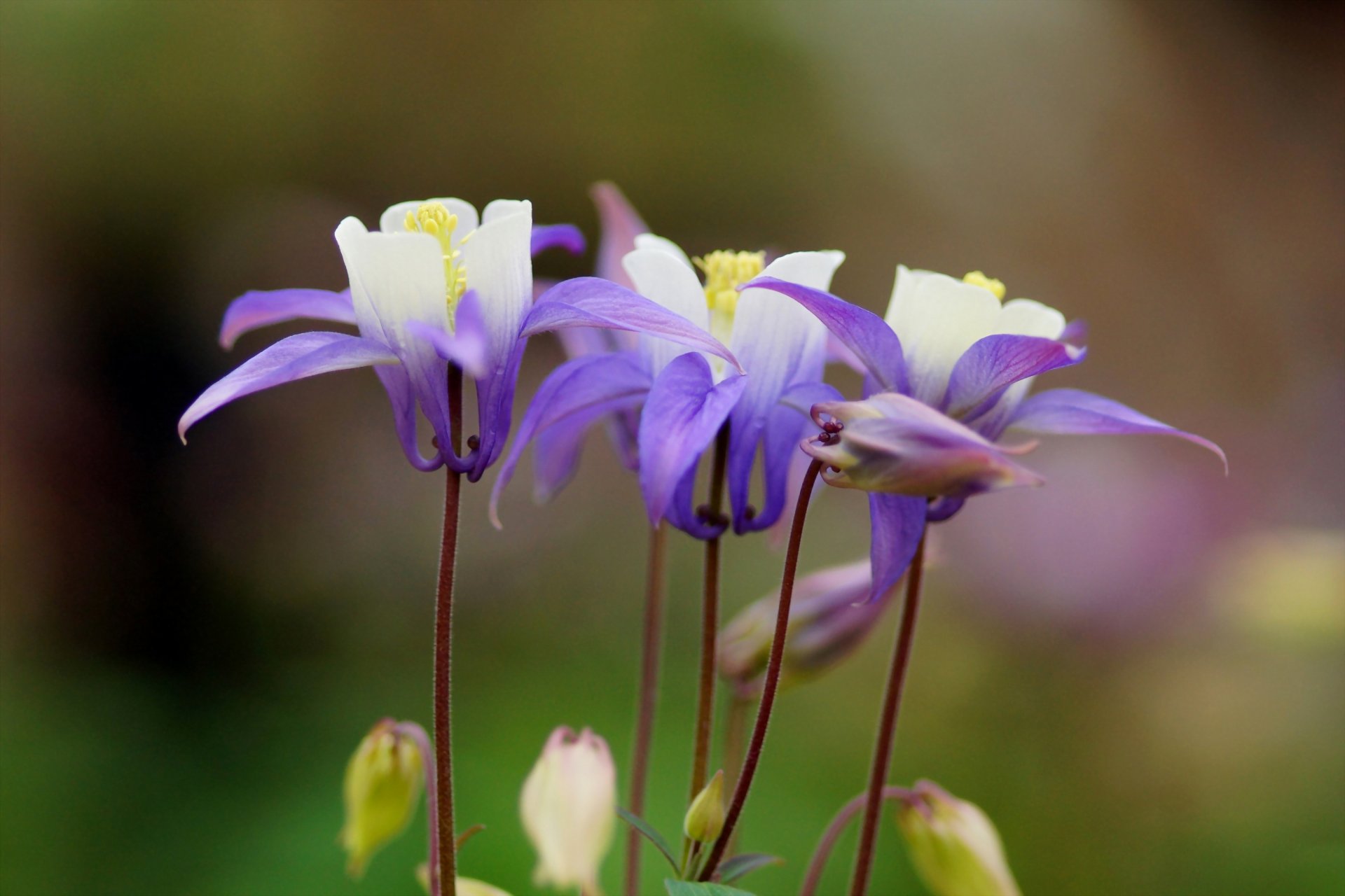 aquilegia fiore lilla messa a fuoco