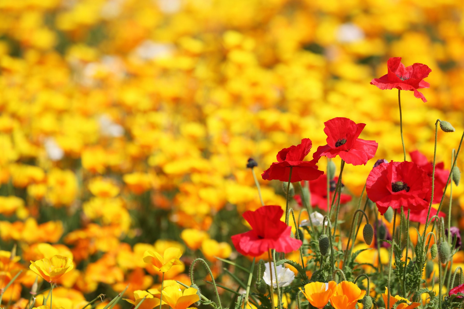 the field poppies yellow red