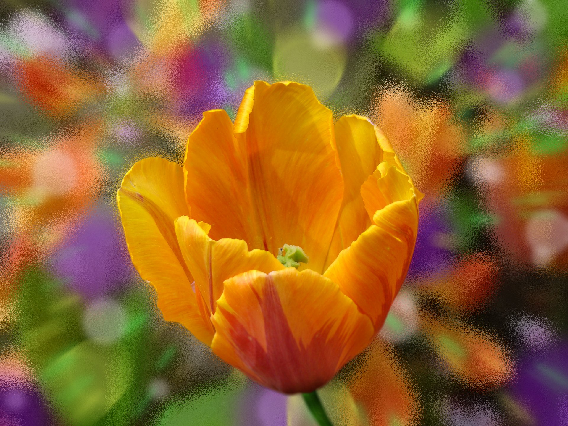 tulpe blume blütenblätter makro glas farbe farben orange