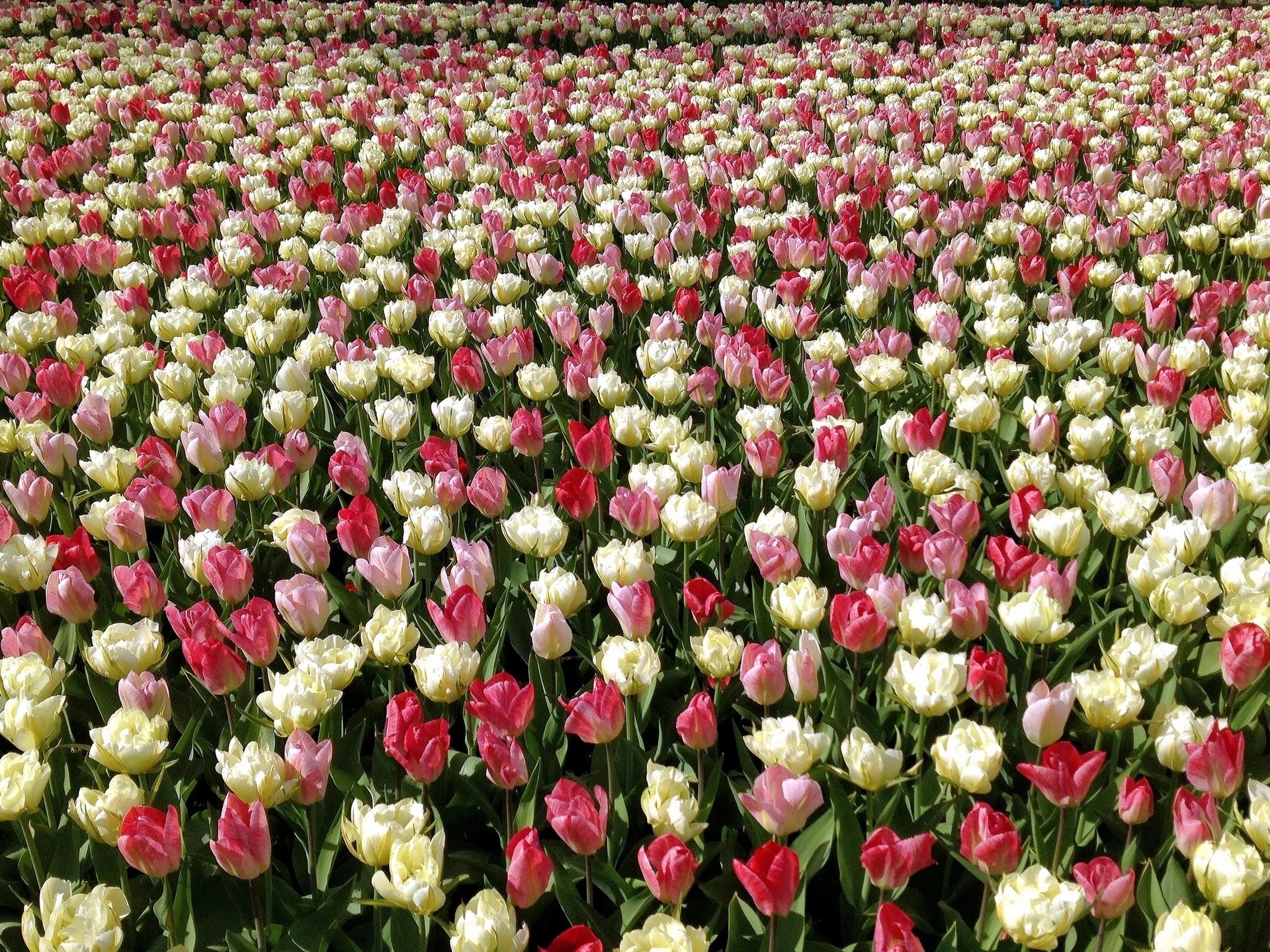 tulipanes brotes plantación