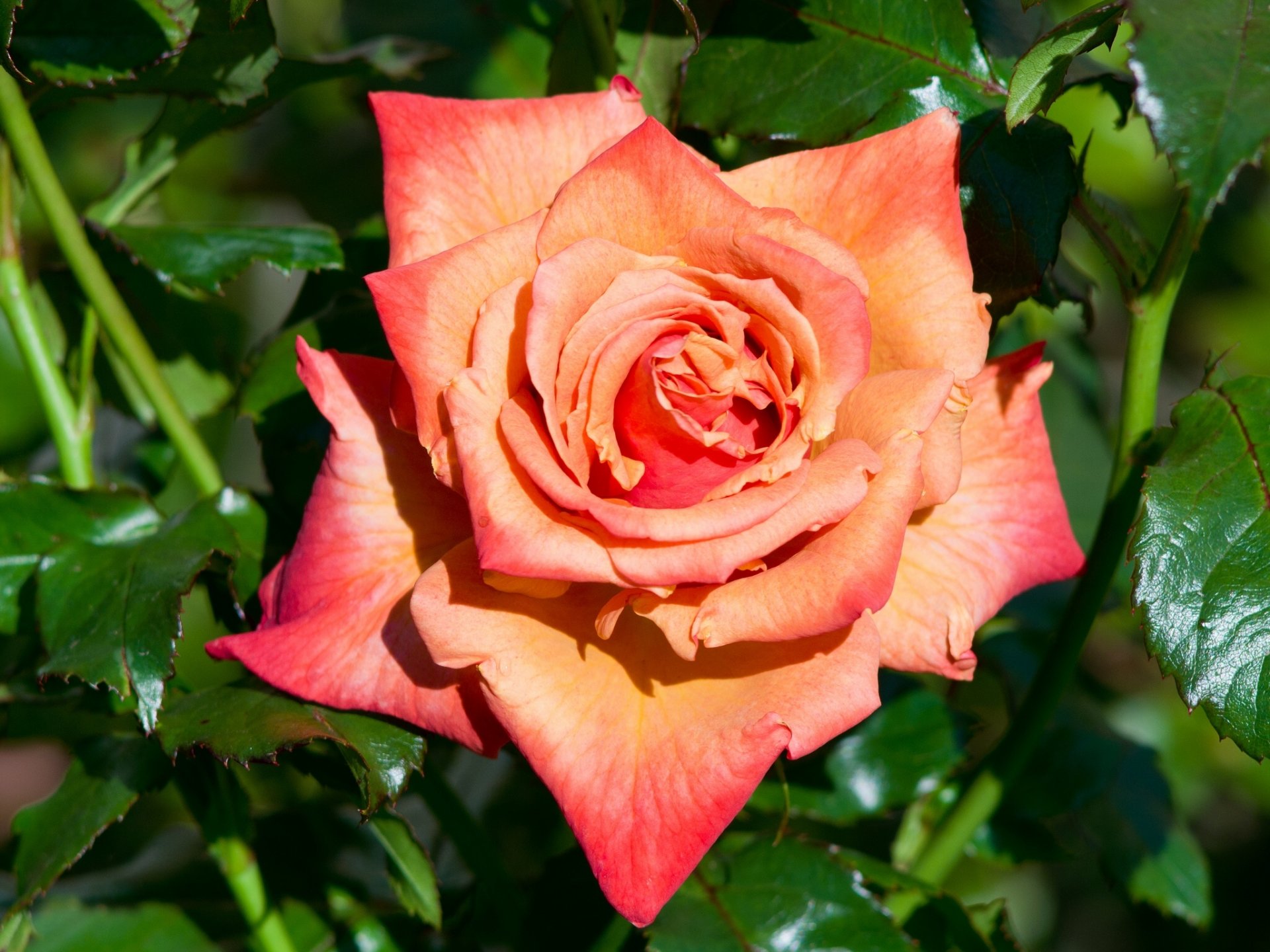 rosa brote macro