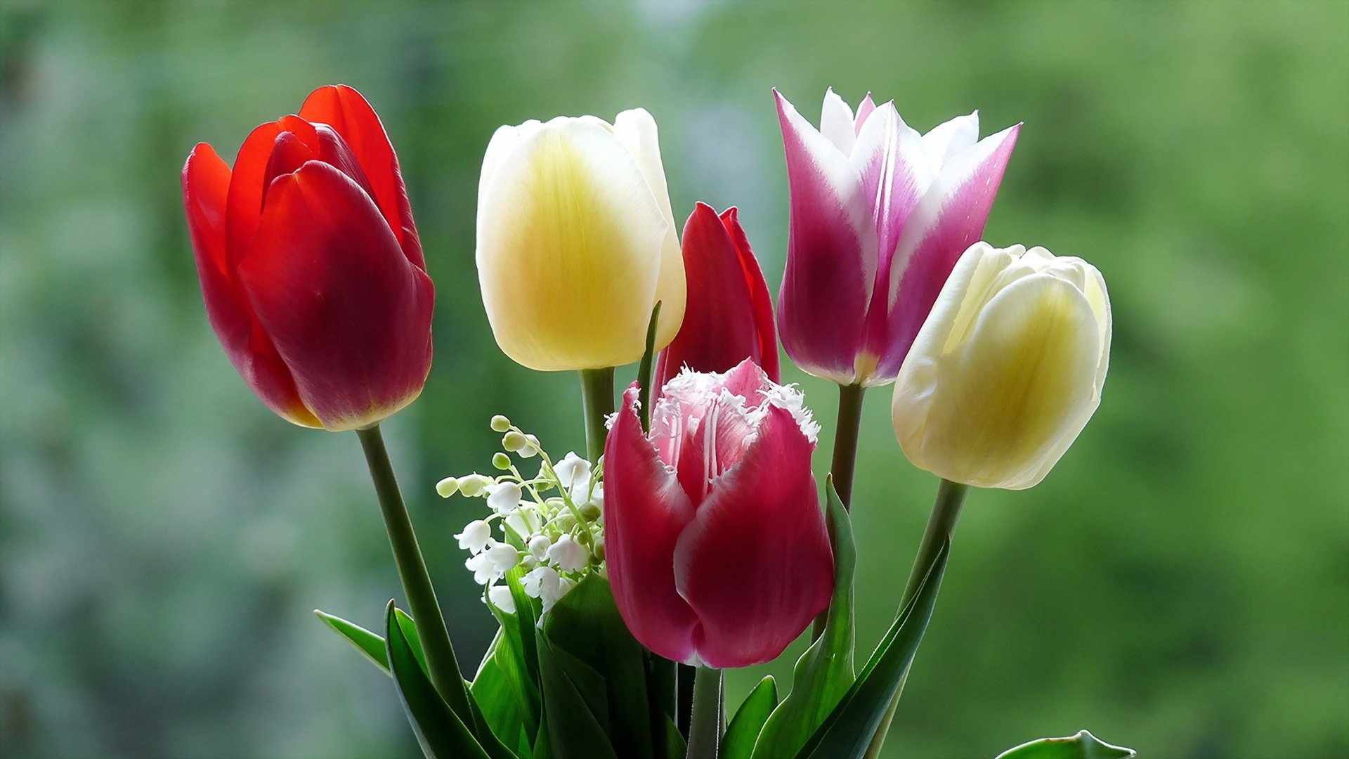 blumen natur makro tulpen