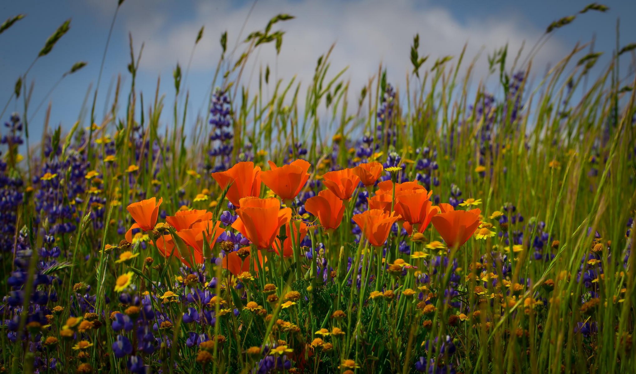 flores estolcia de california margaritas espiguillas campo