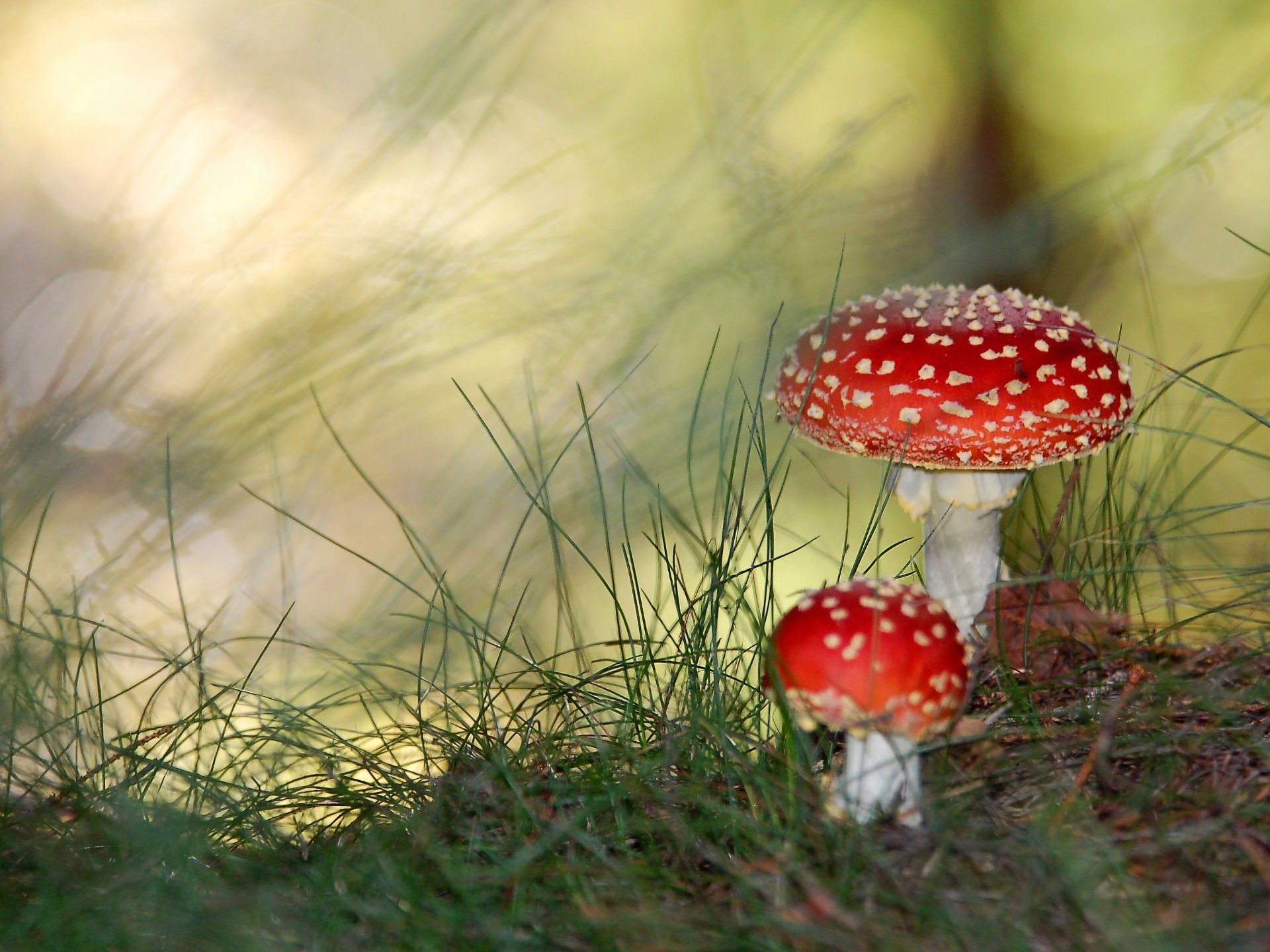 pilze paganken gift grüns gras