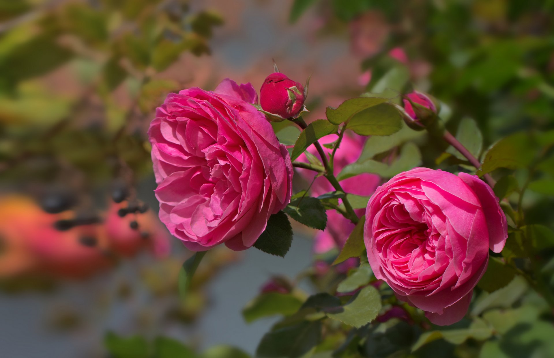 rosa rosa brotes pétalos rama hojas floración