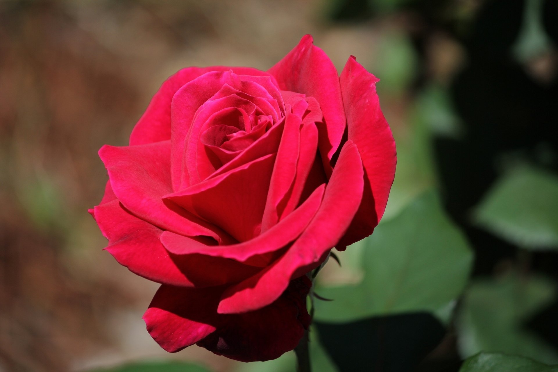 rose bud close up