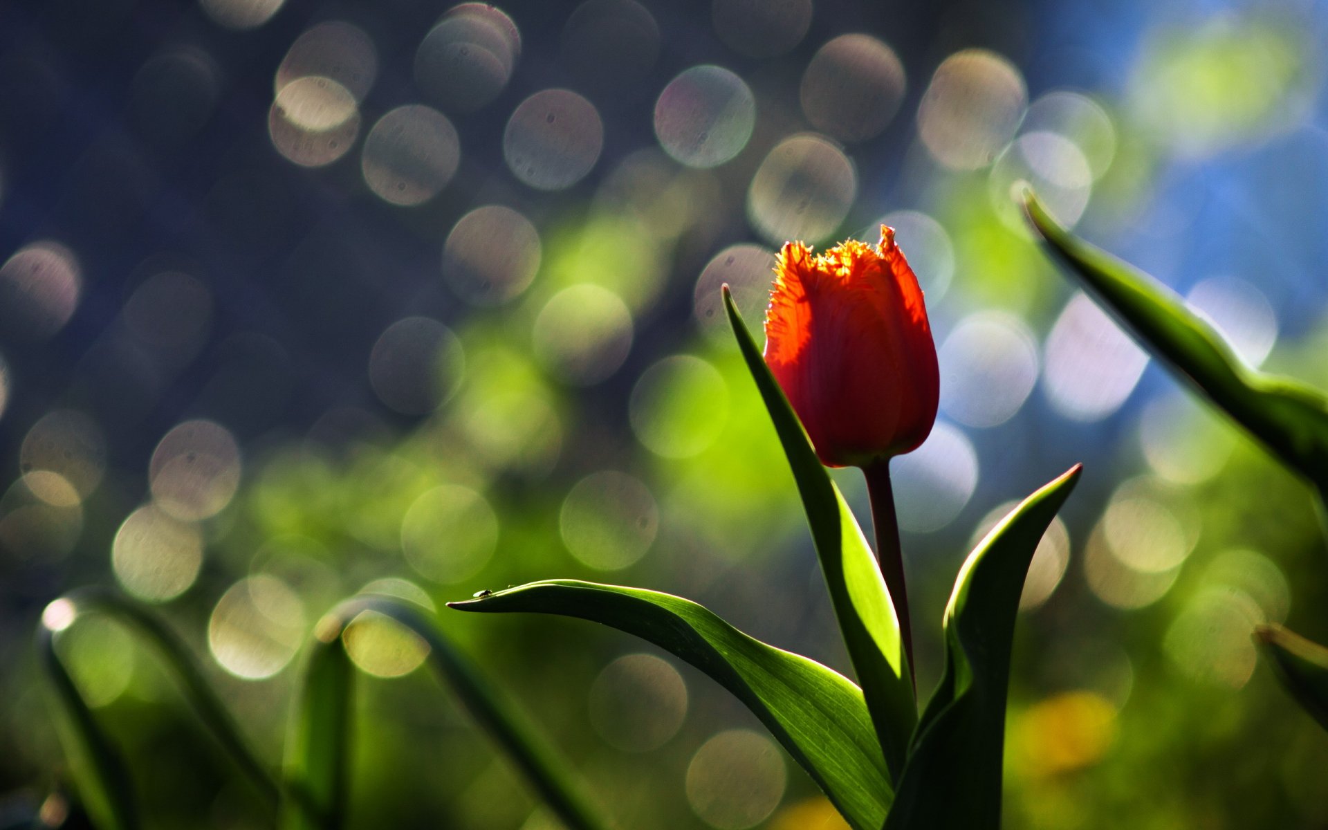 flor tulipán macro fondo