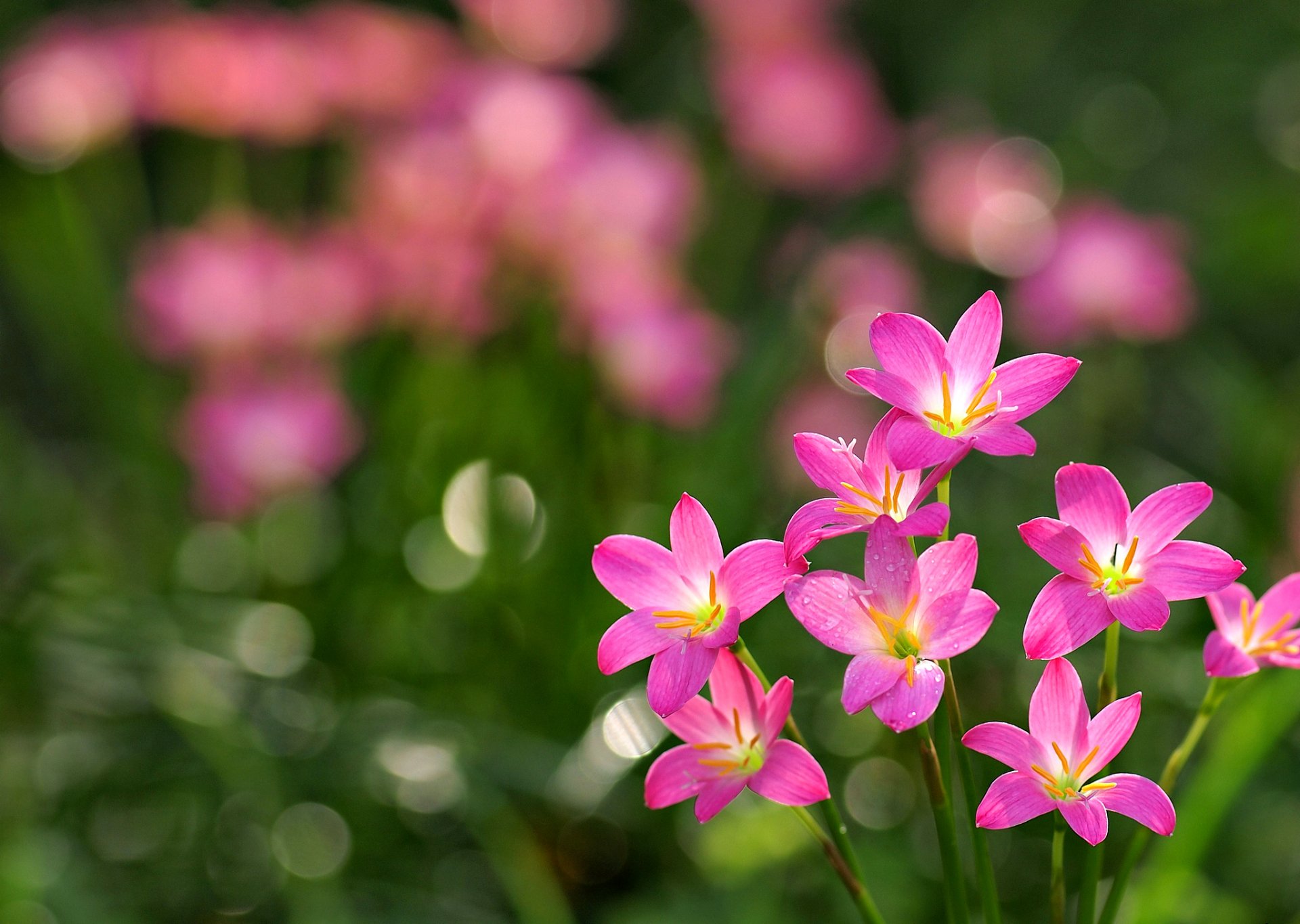 fleurs herbe bokeh pétales fleurs roses