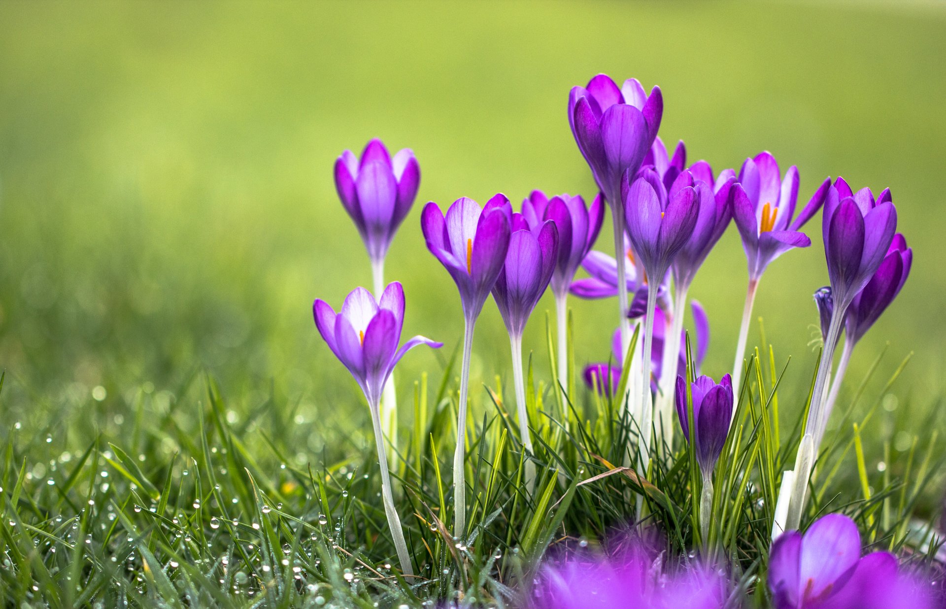 grass flower purple crocus rosa