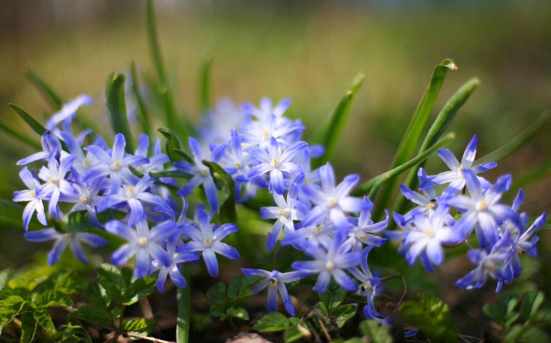 nature gros plan fleurs plantes herbe flou