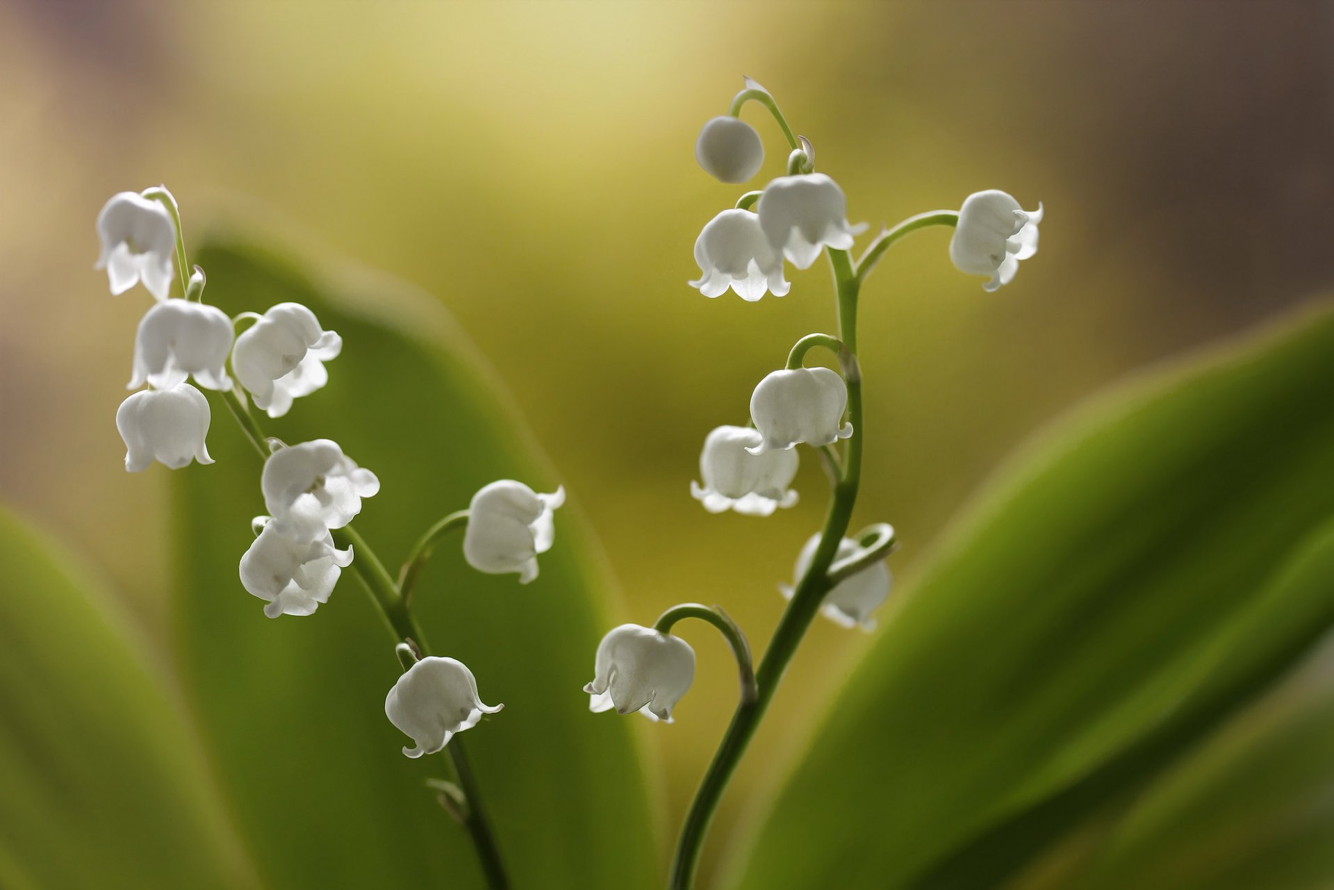 fiori mughetti sfondo