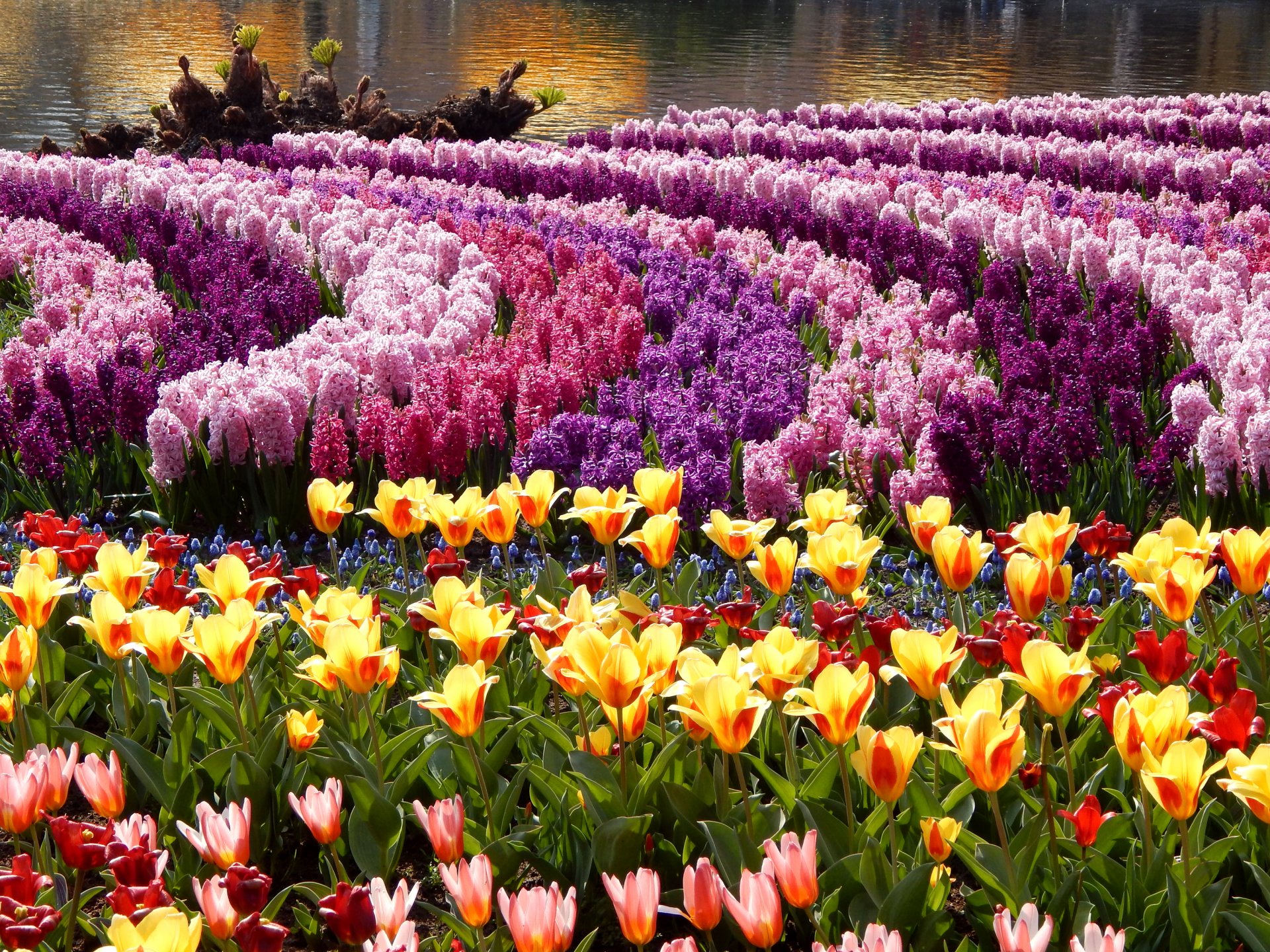 park tulips hyacinths many flower photo