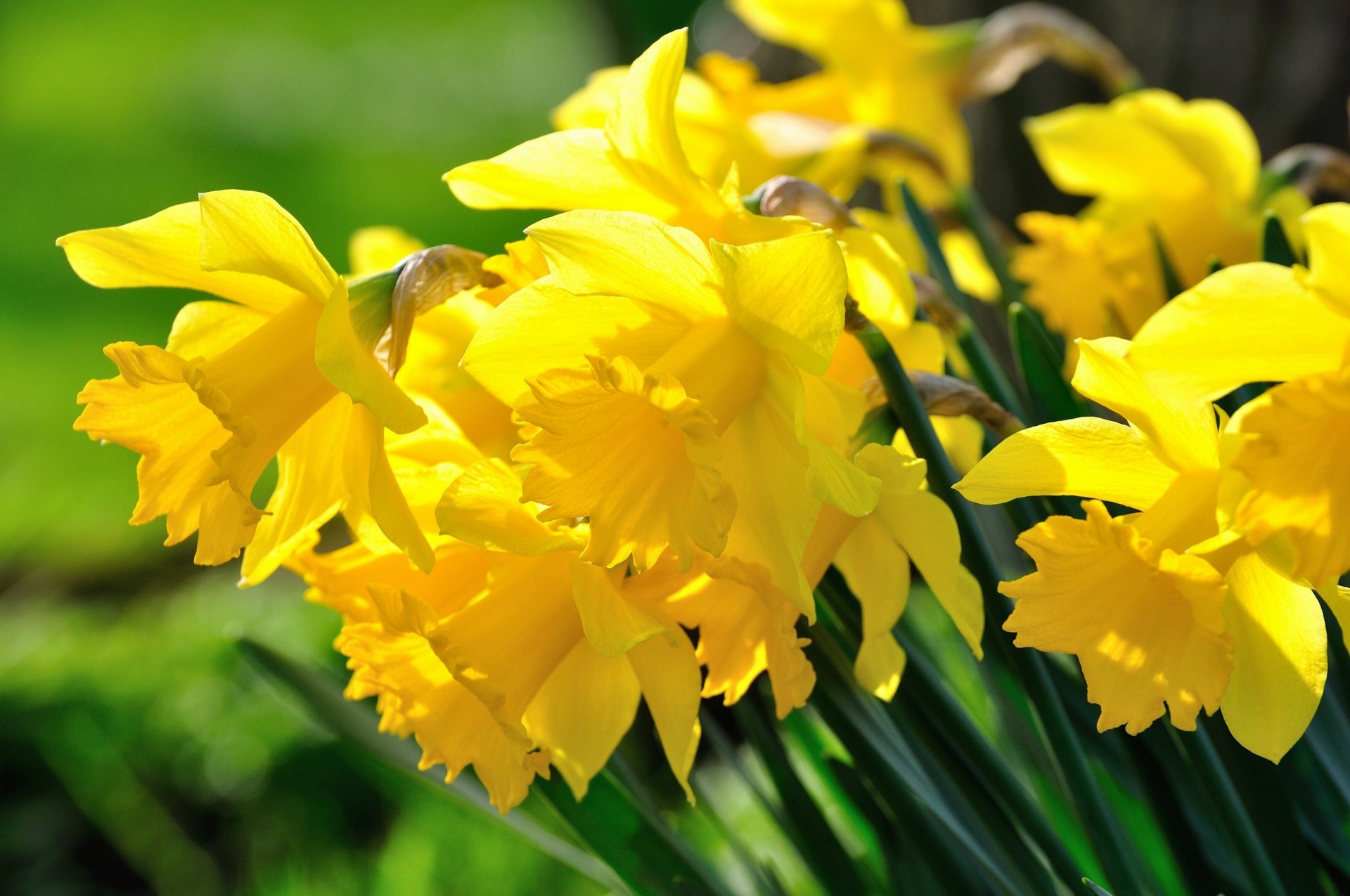 narcisos macro