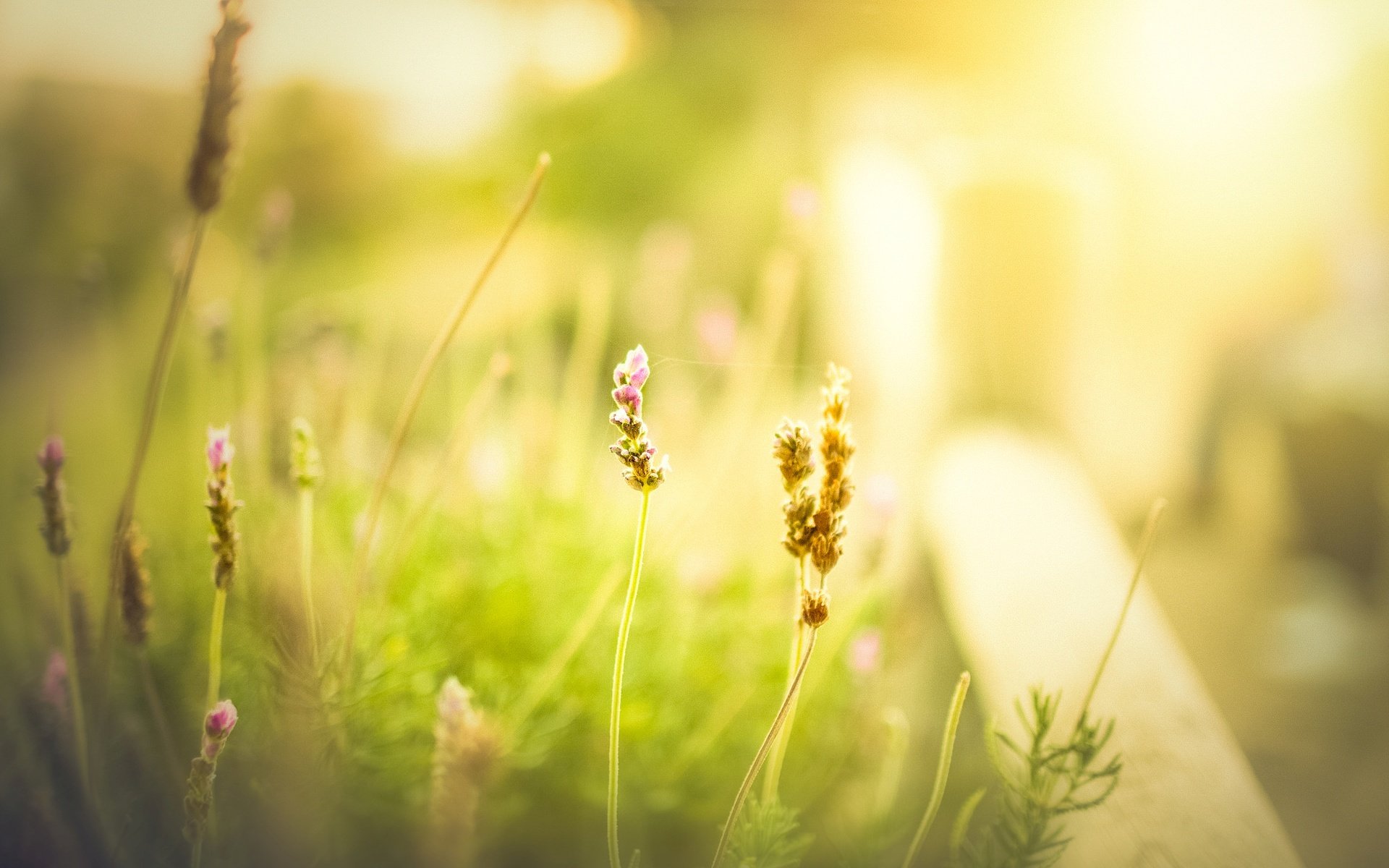 blumen grün gras wiese feld unschärfe tag morgen sommer frühling blume hintergrund tapete widescreen vollbild widescreen