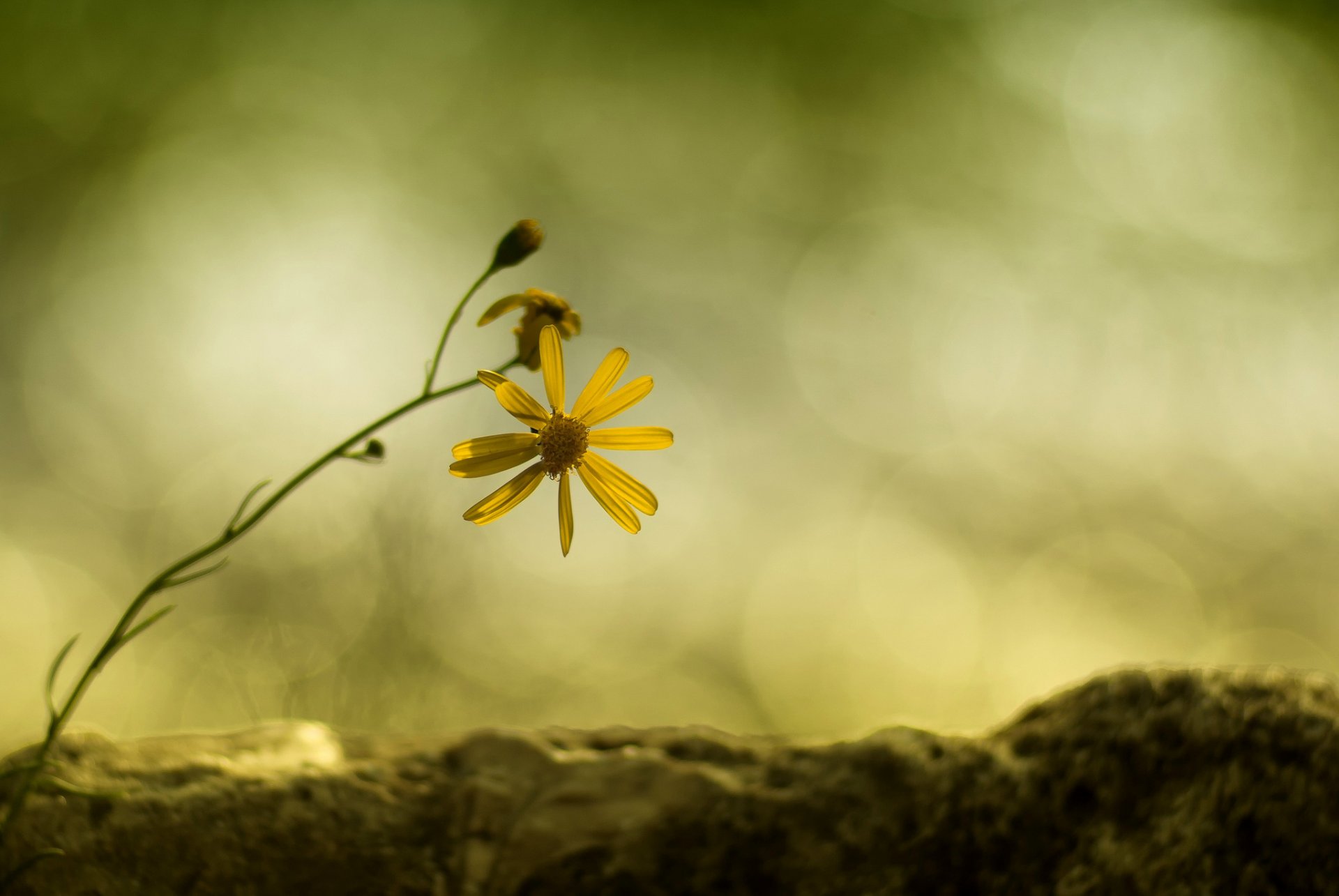 ramo fiore giallo margherita