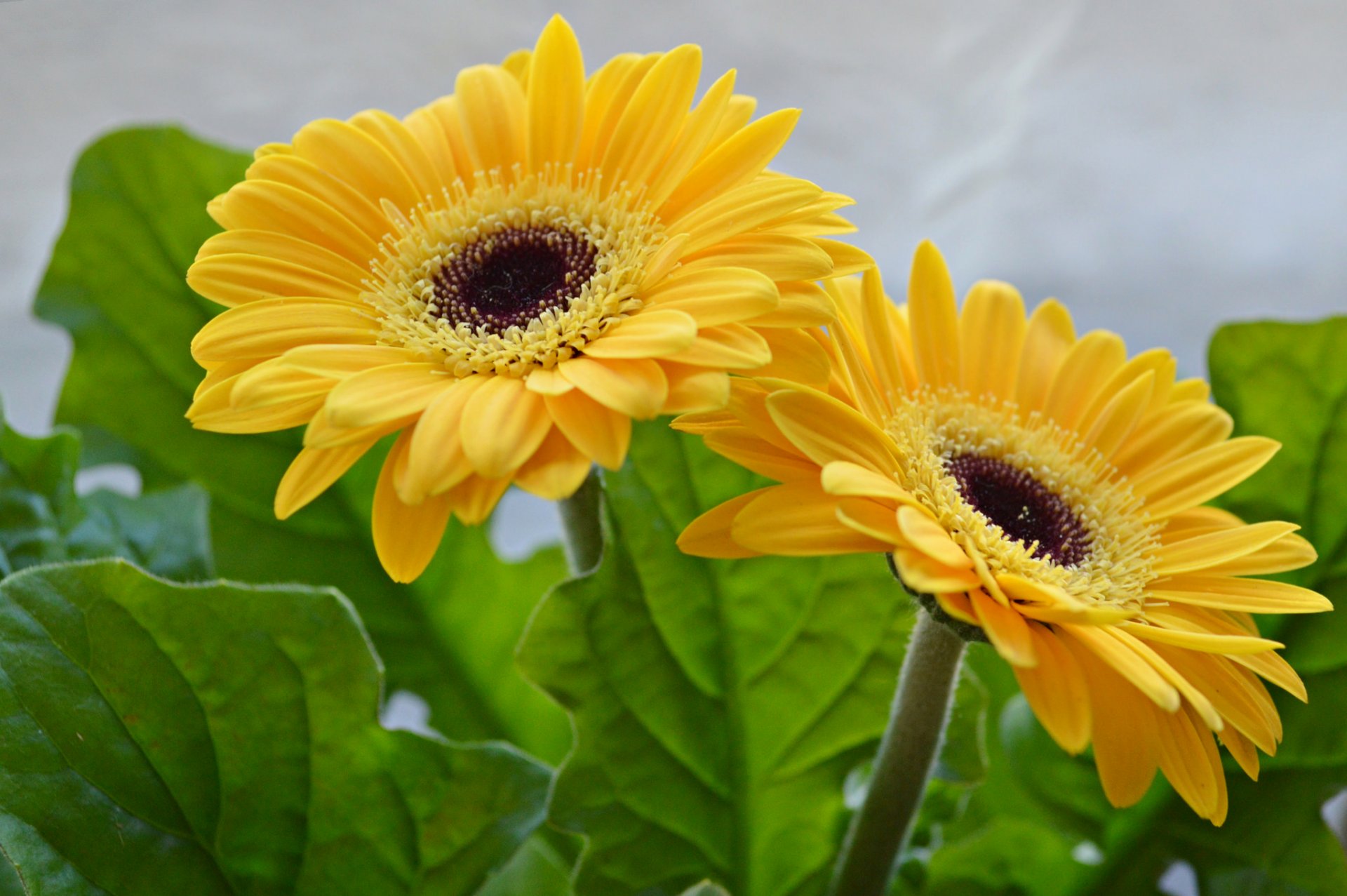 gerbera blütenblätter blätter natur