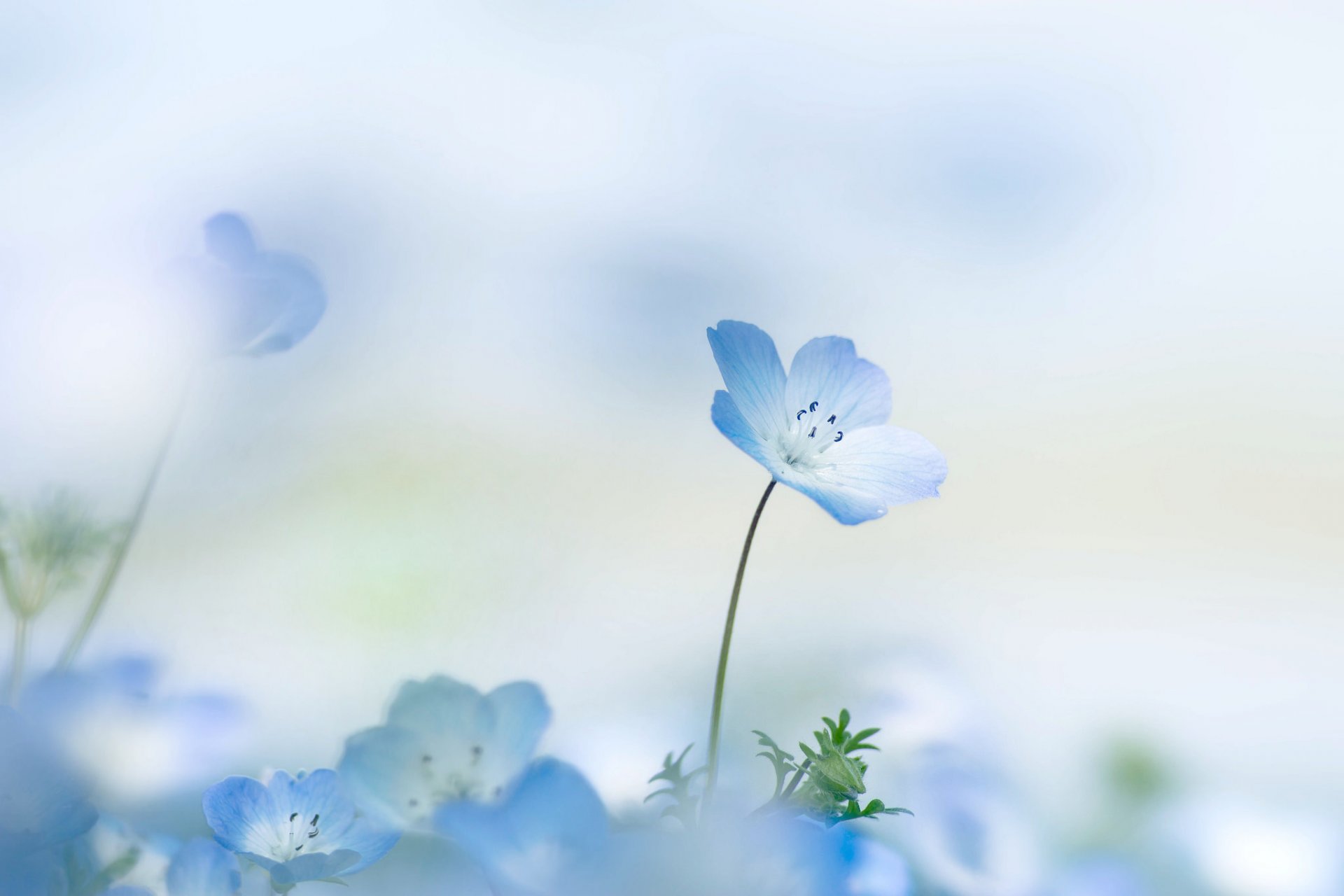 nemophila blume blume blütenblätter sommer hintergrund