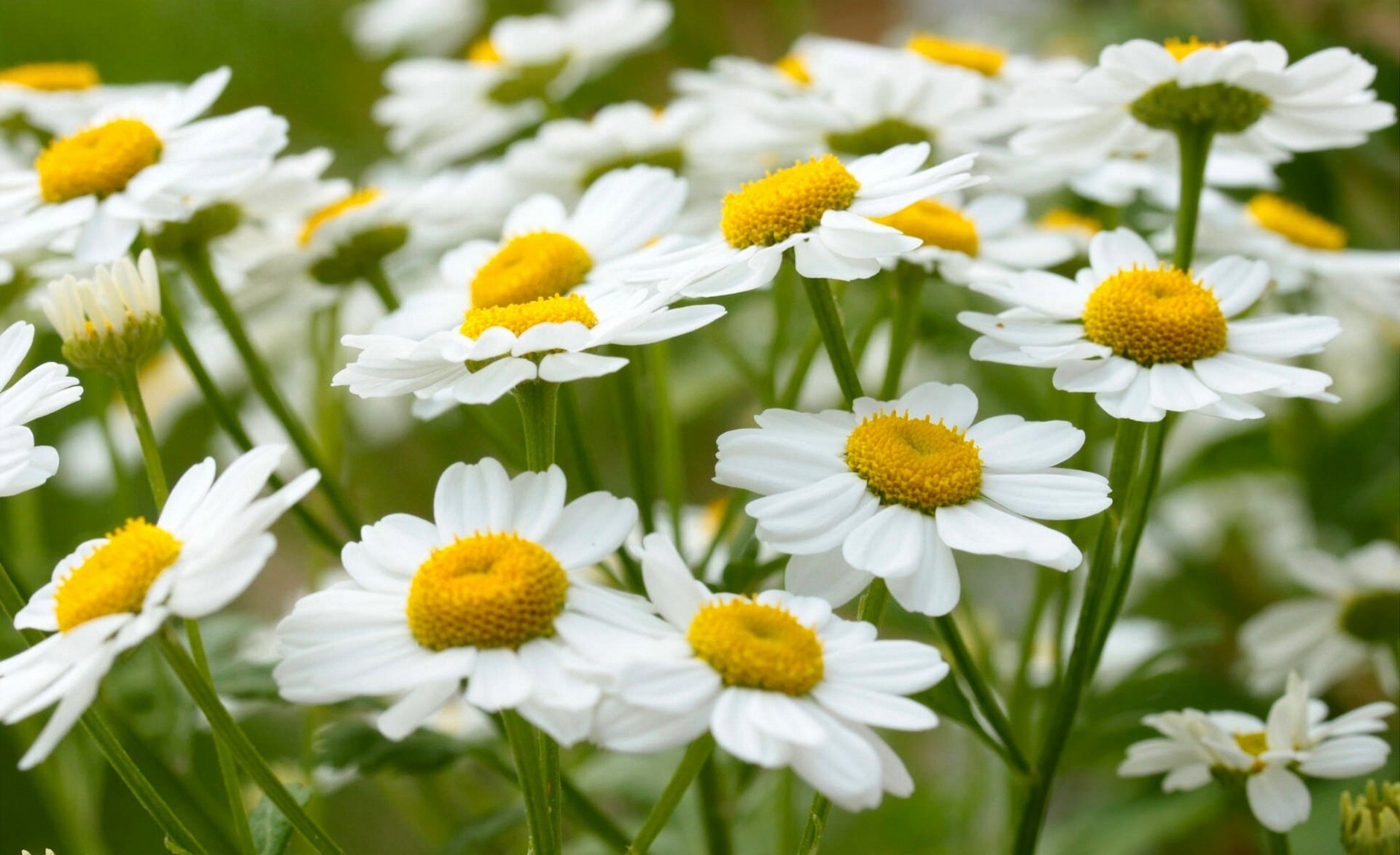 gänseblümchen sommer makro