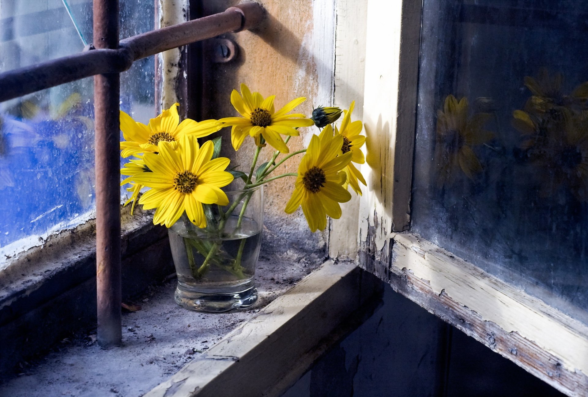 fleurs fenêtre fond