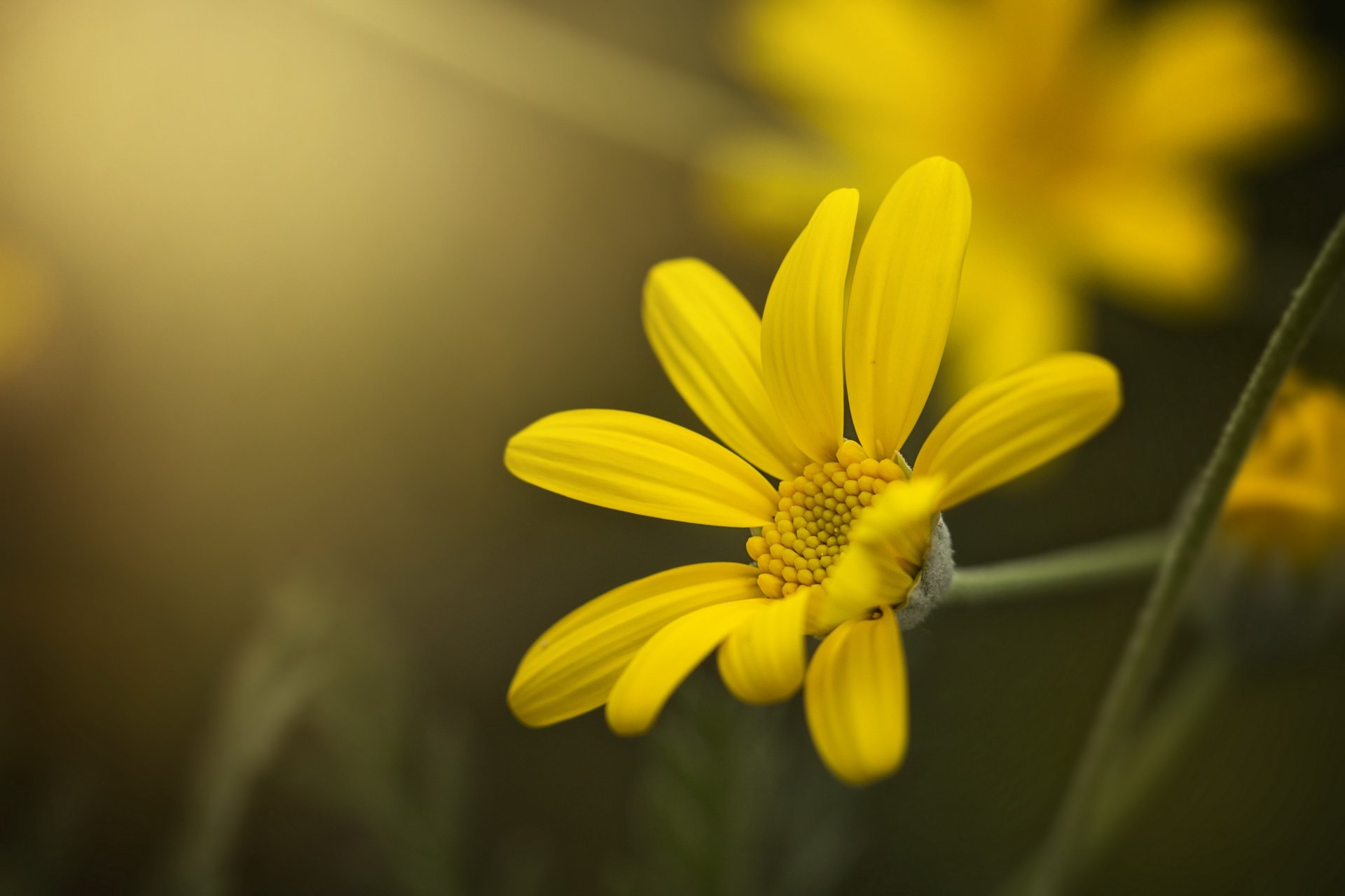 flor amarillo pétalos bokeh macro