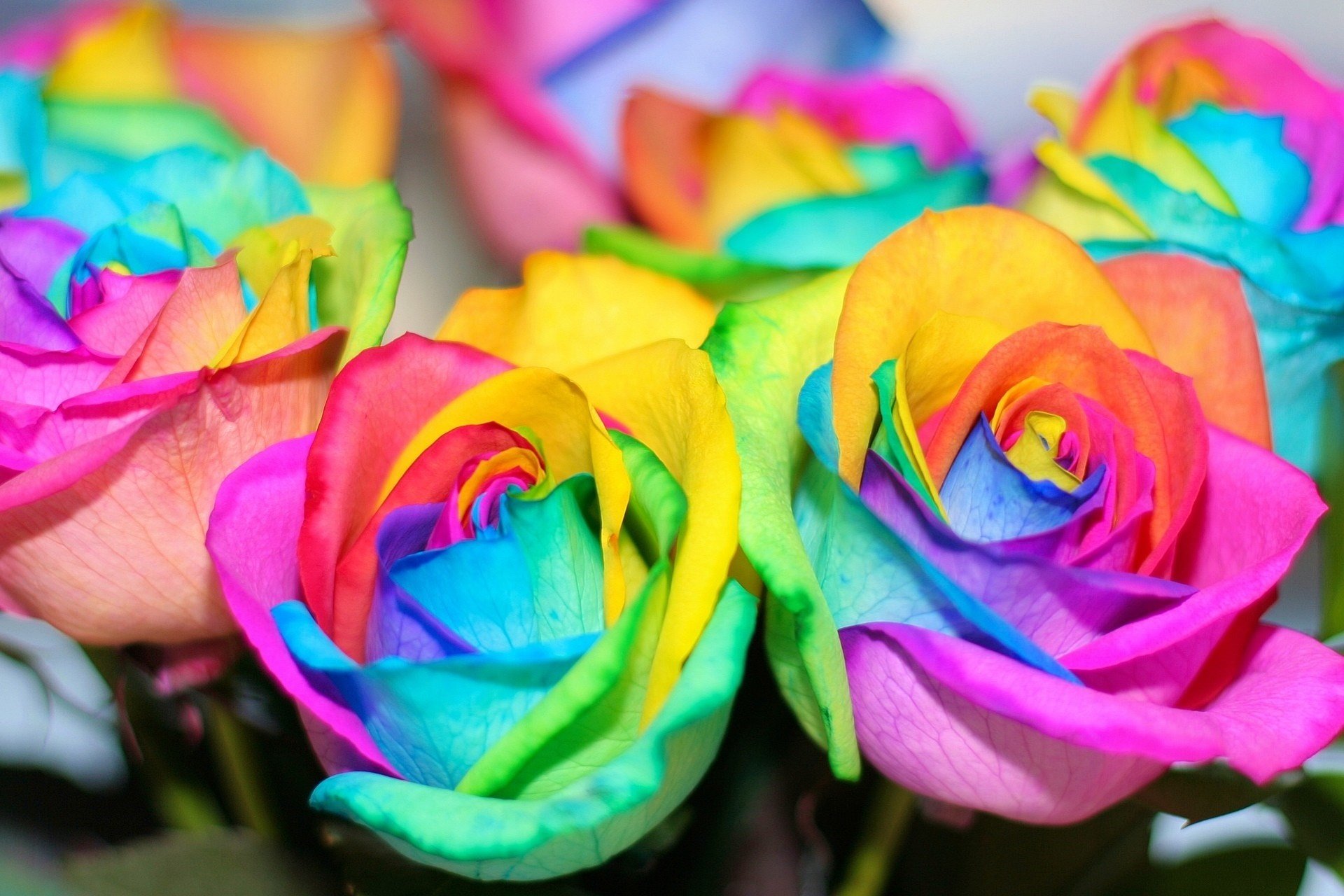 colorful flowers rainbow rose