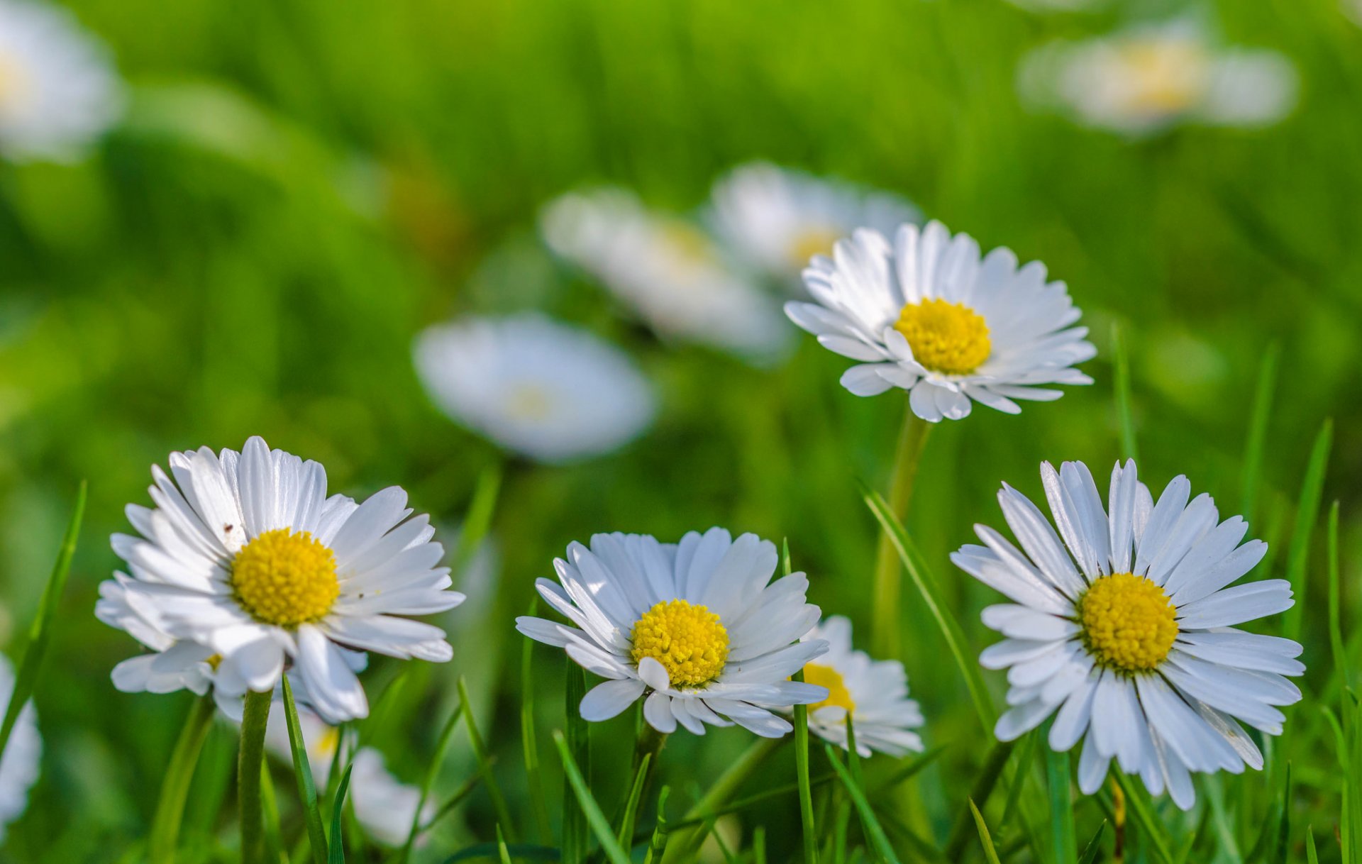 feld wiese gras blütenblätter gänseblümchen