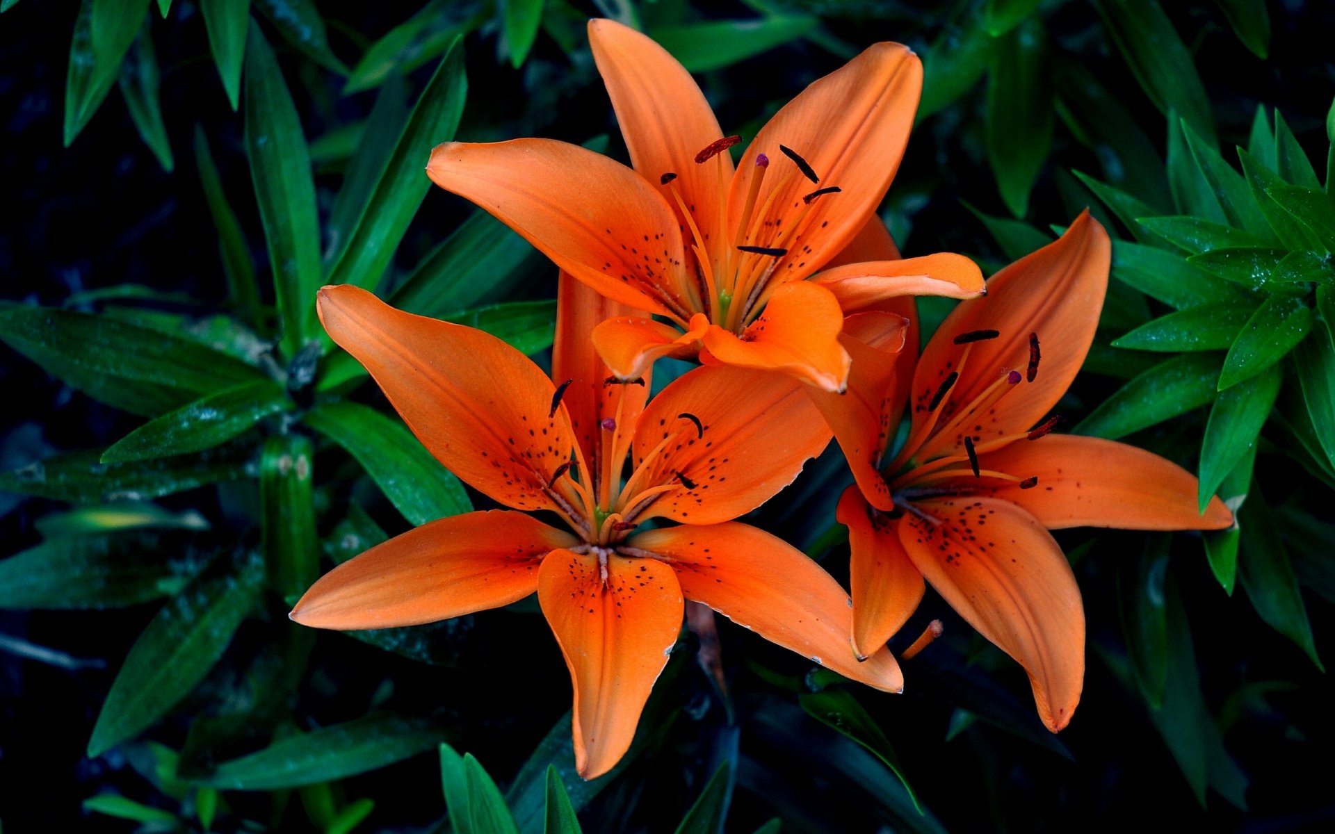 lily petals close up