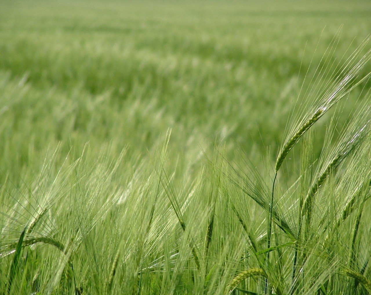 campo grano verde