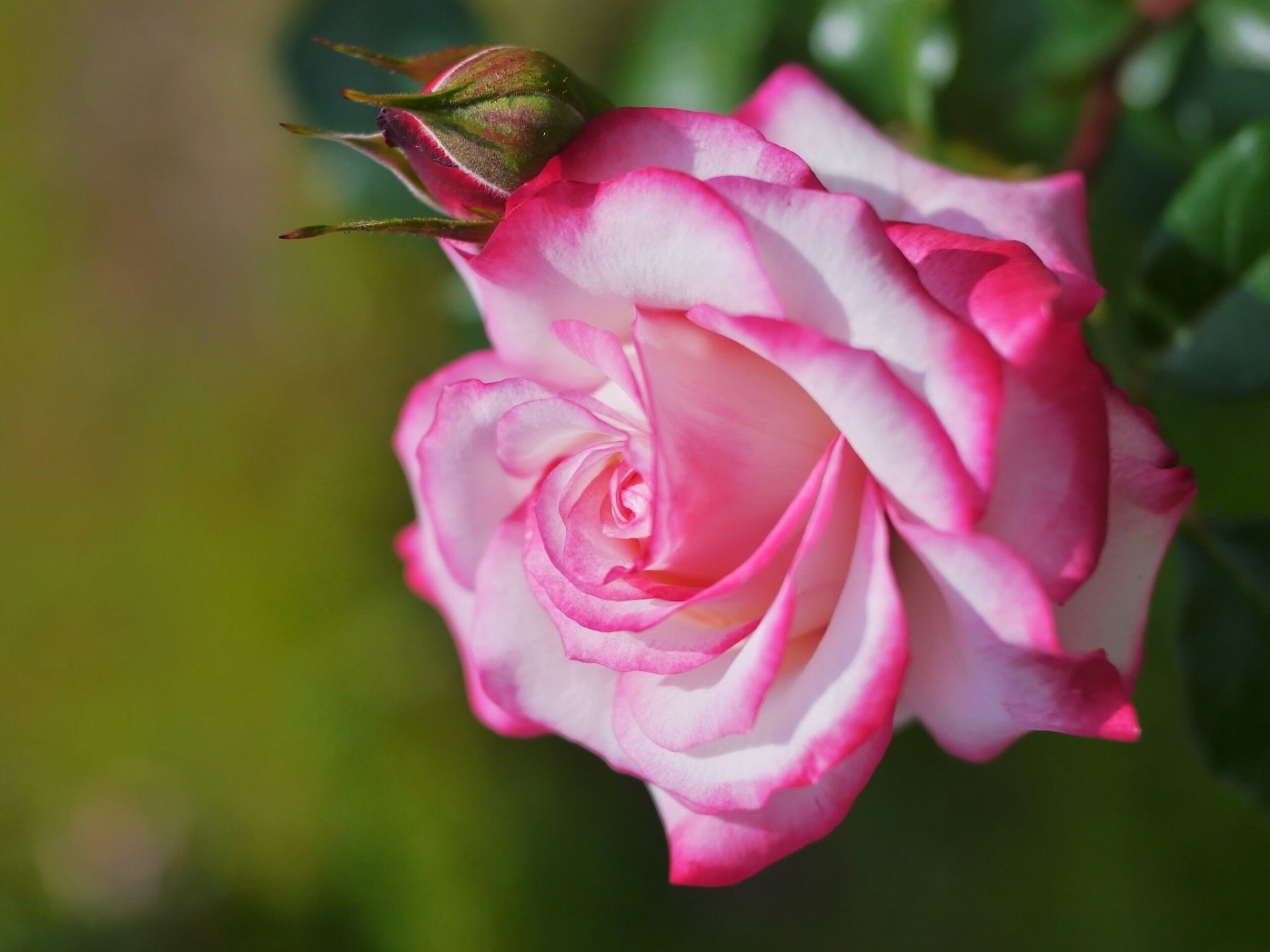 rosa bocciolo macro