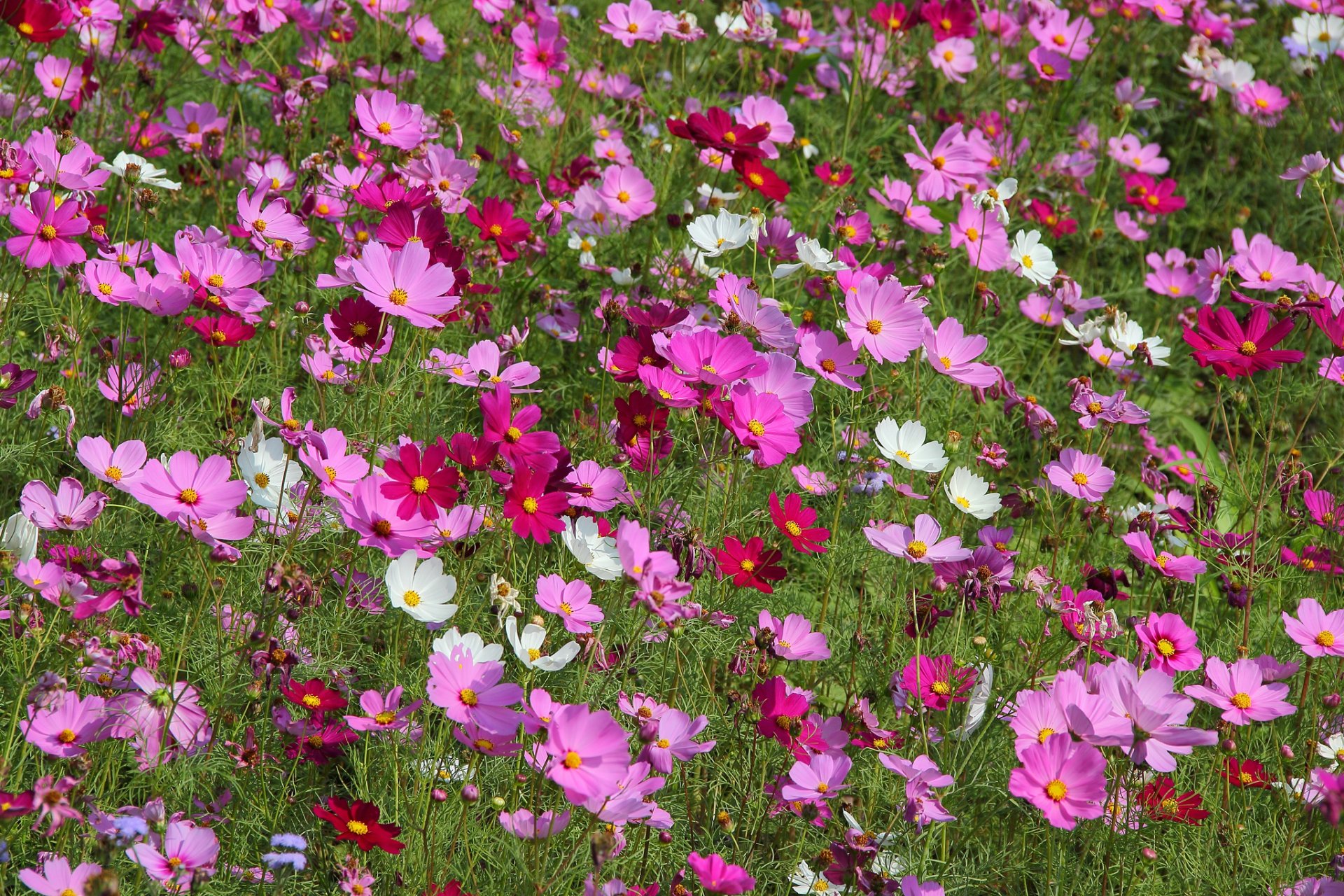 cosmea champ prairie plante pétales nature