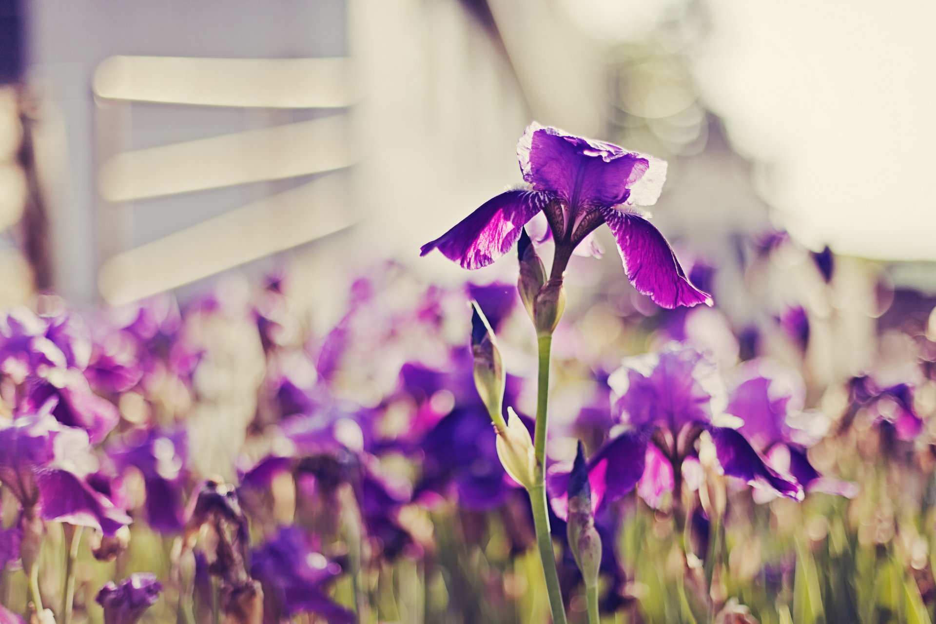 purple iris bright