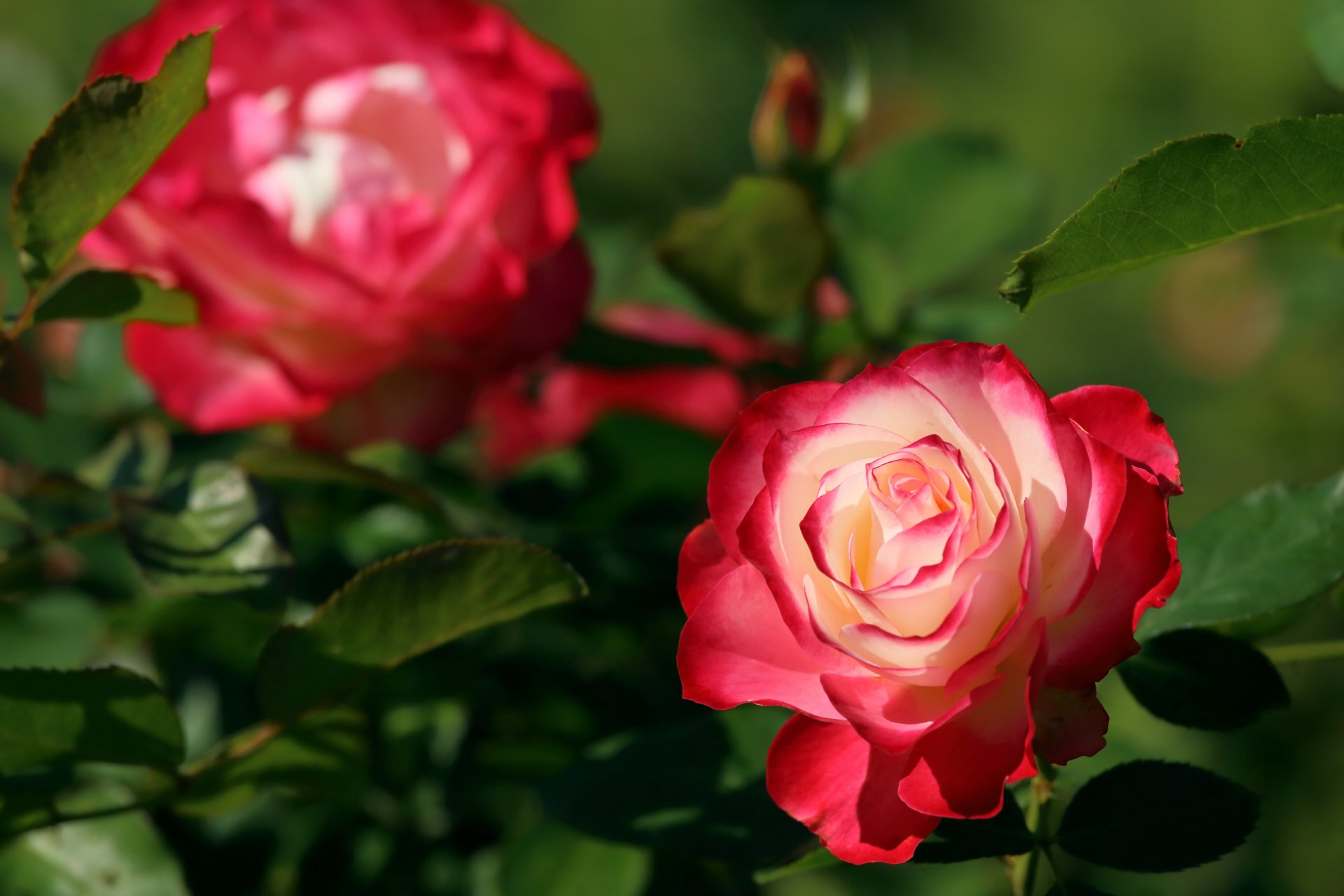 rosa bud bokeh