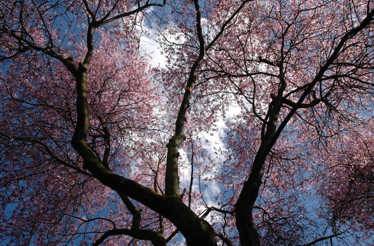 árboles cielo flores púrpura