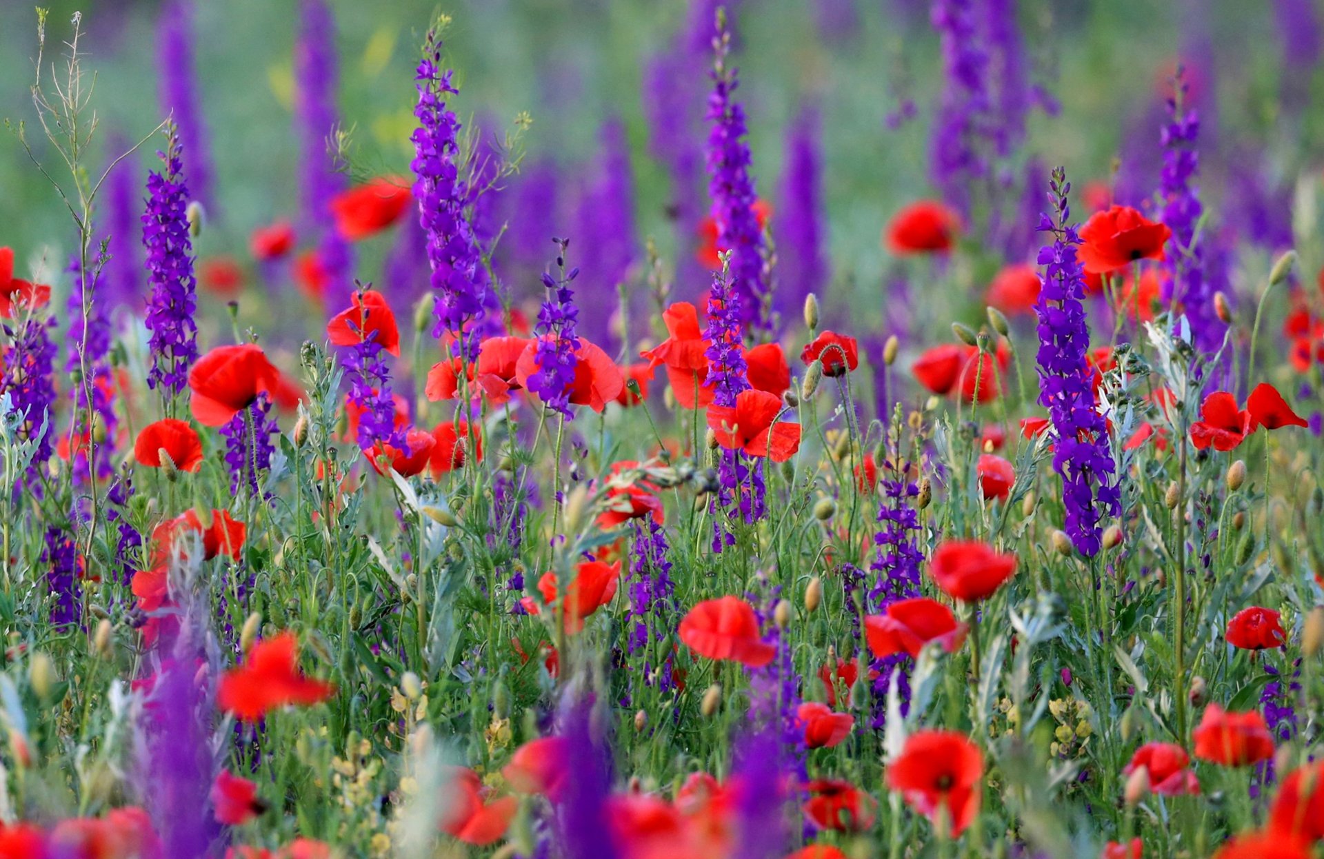 amapolas prado campo naturaleza