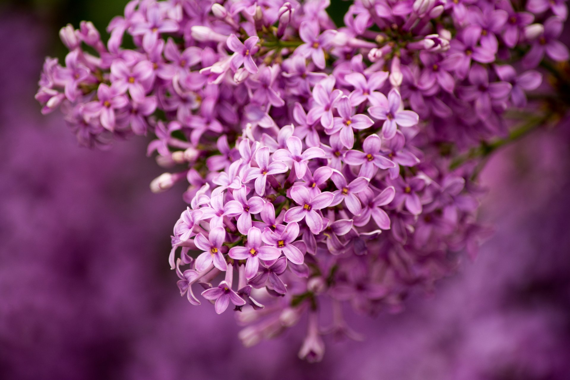 lilac bunch of close up