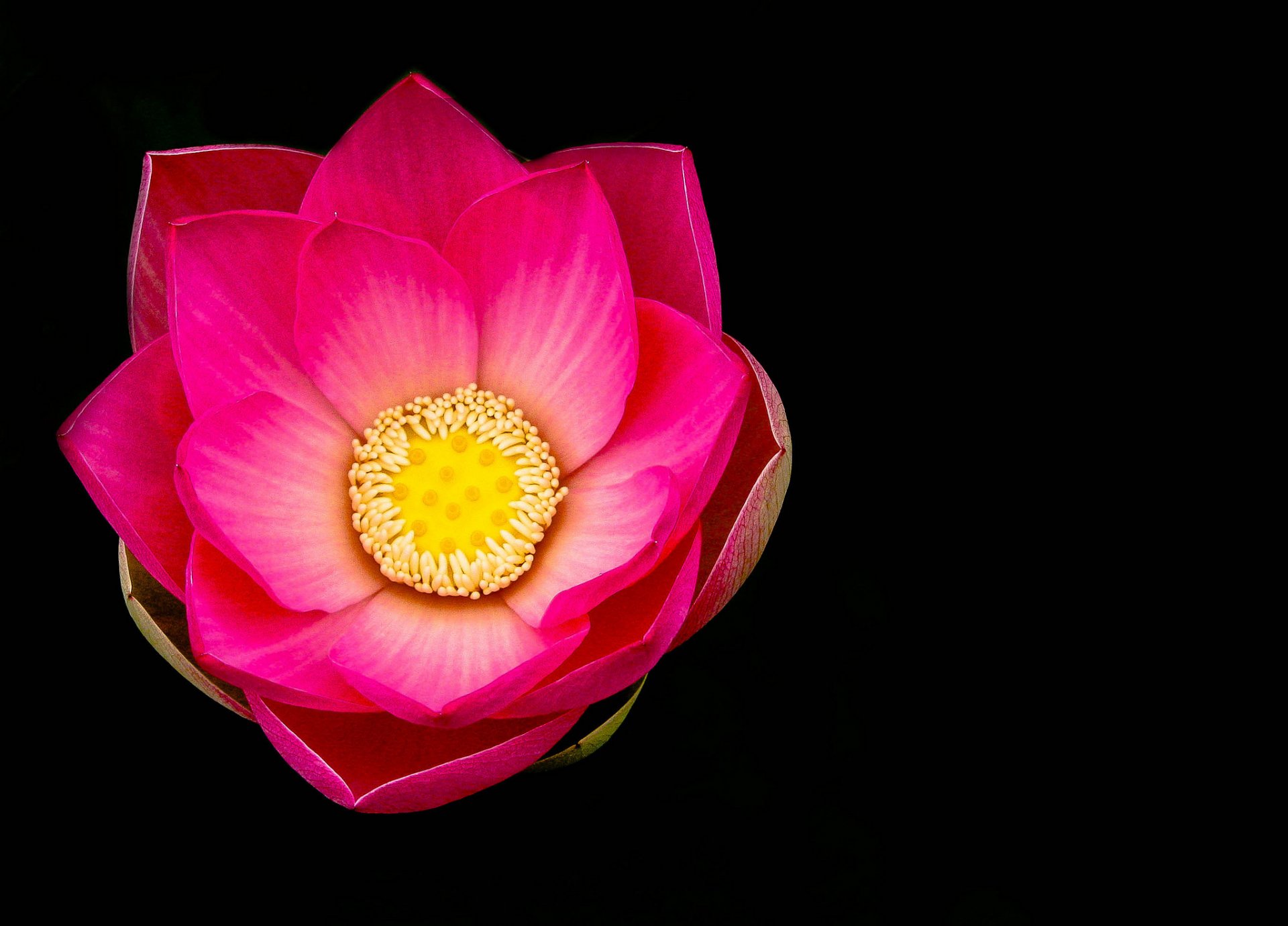 loto petali macro natura