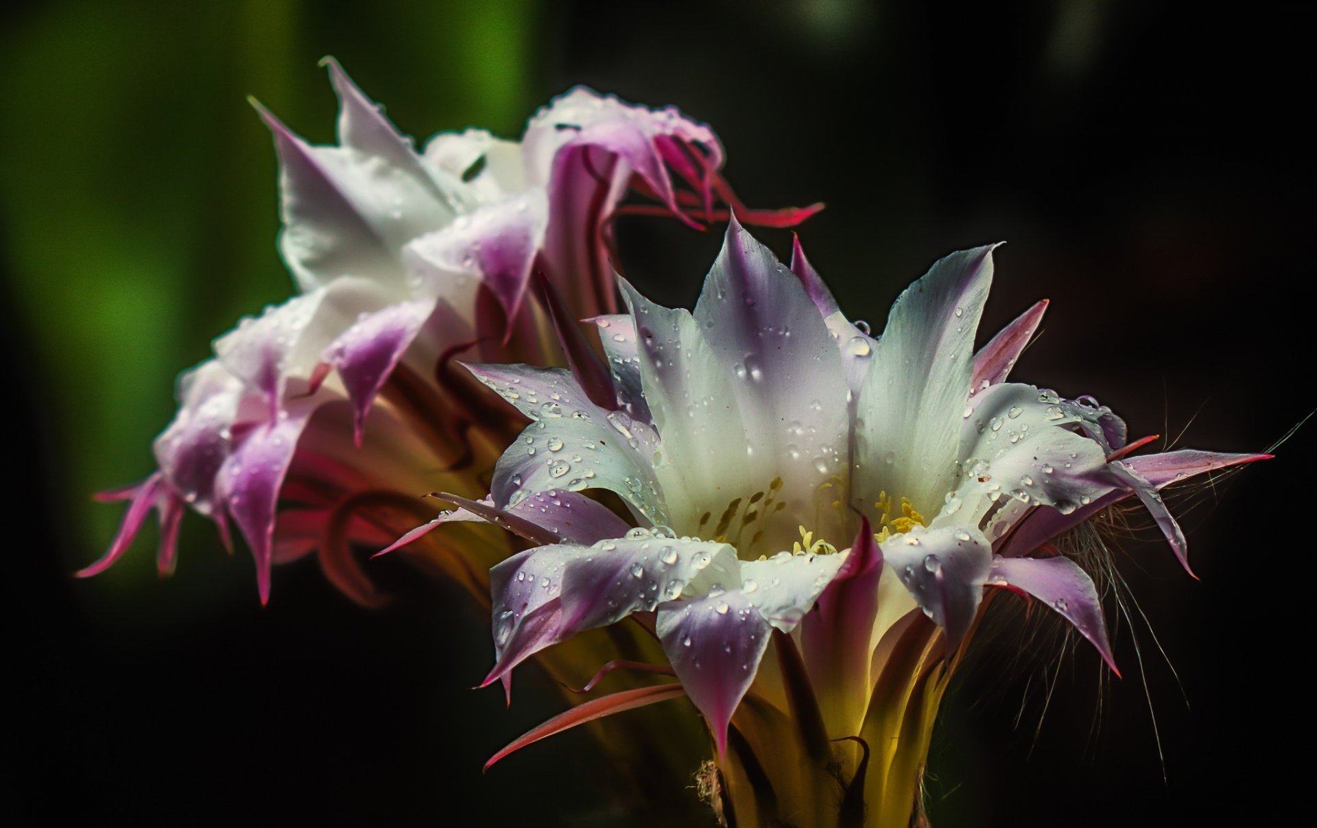 cactus flores floración gotas agua naturaleza polen flor hd