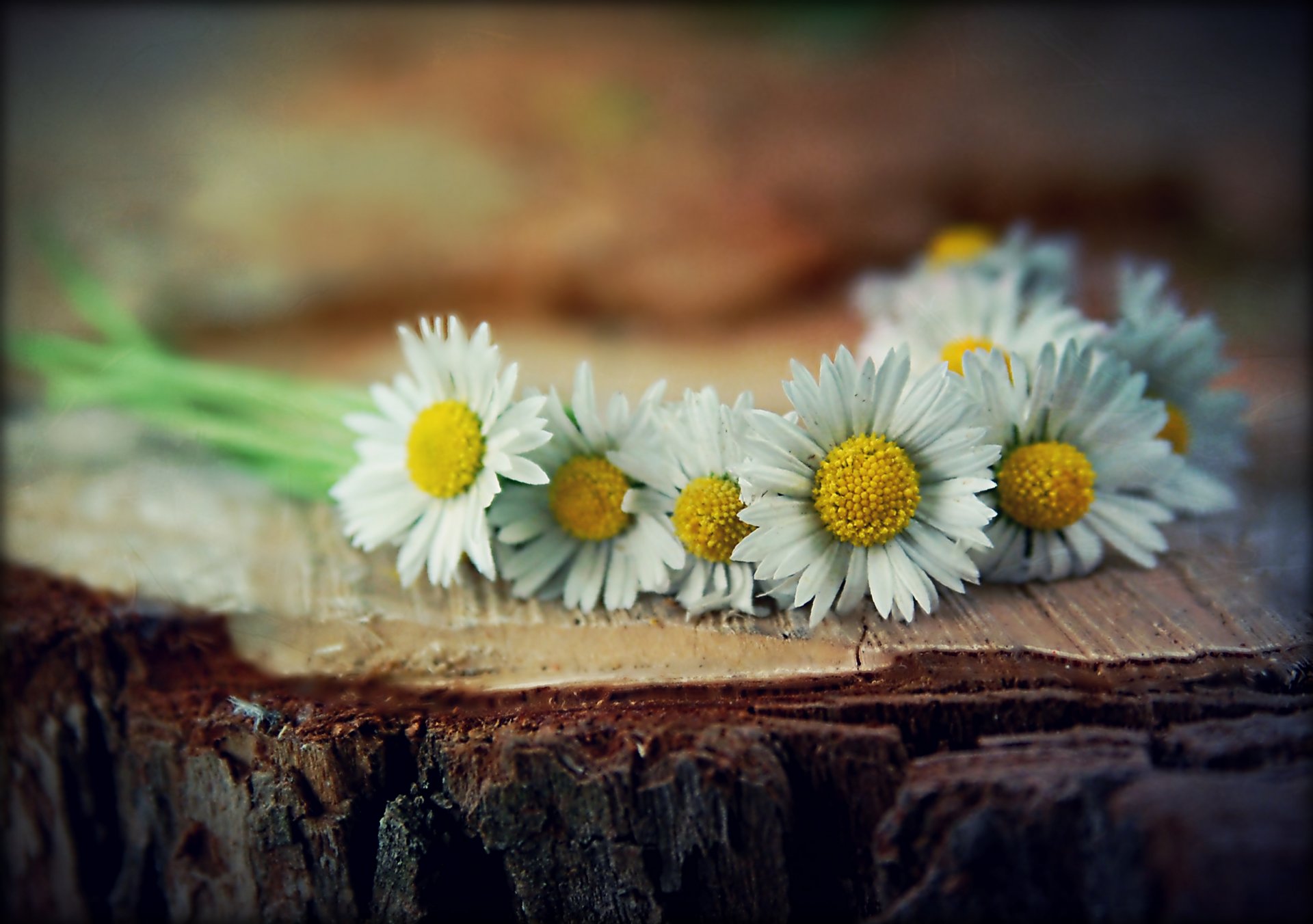 flower chamomile stump