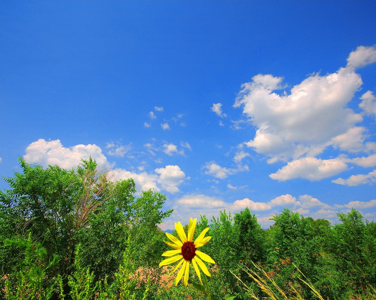 cielo flor verde