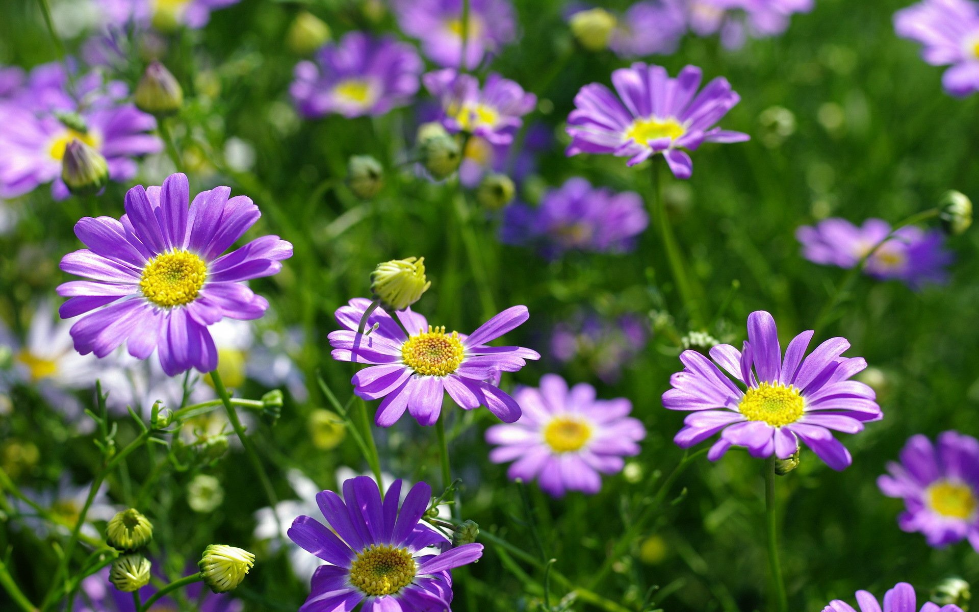 flores naturaleza fondo