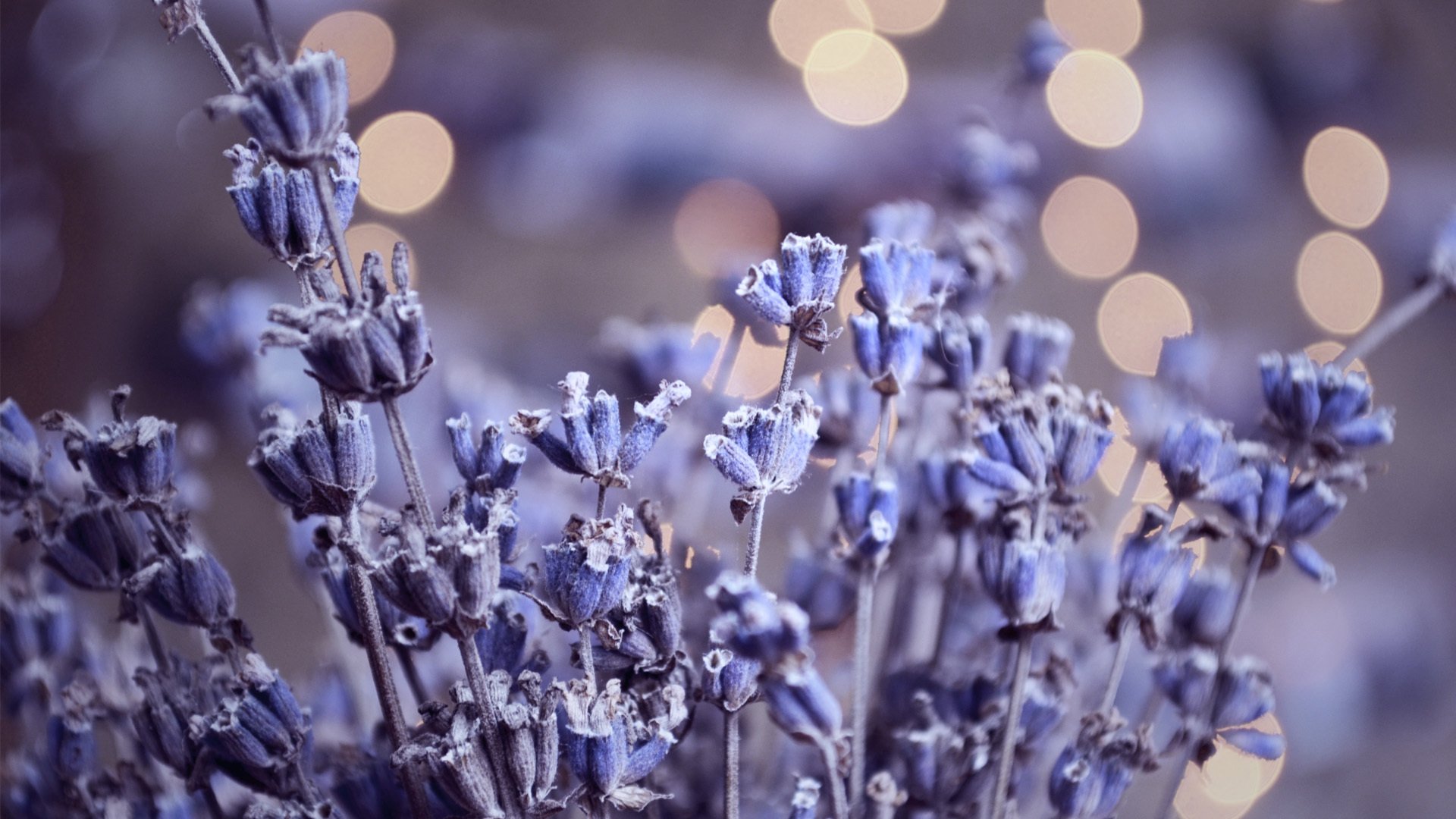 lavendel blendung herbarium