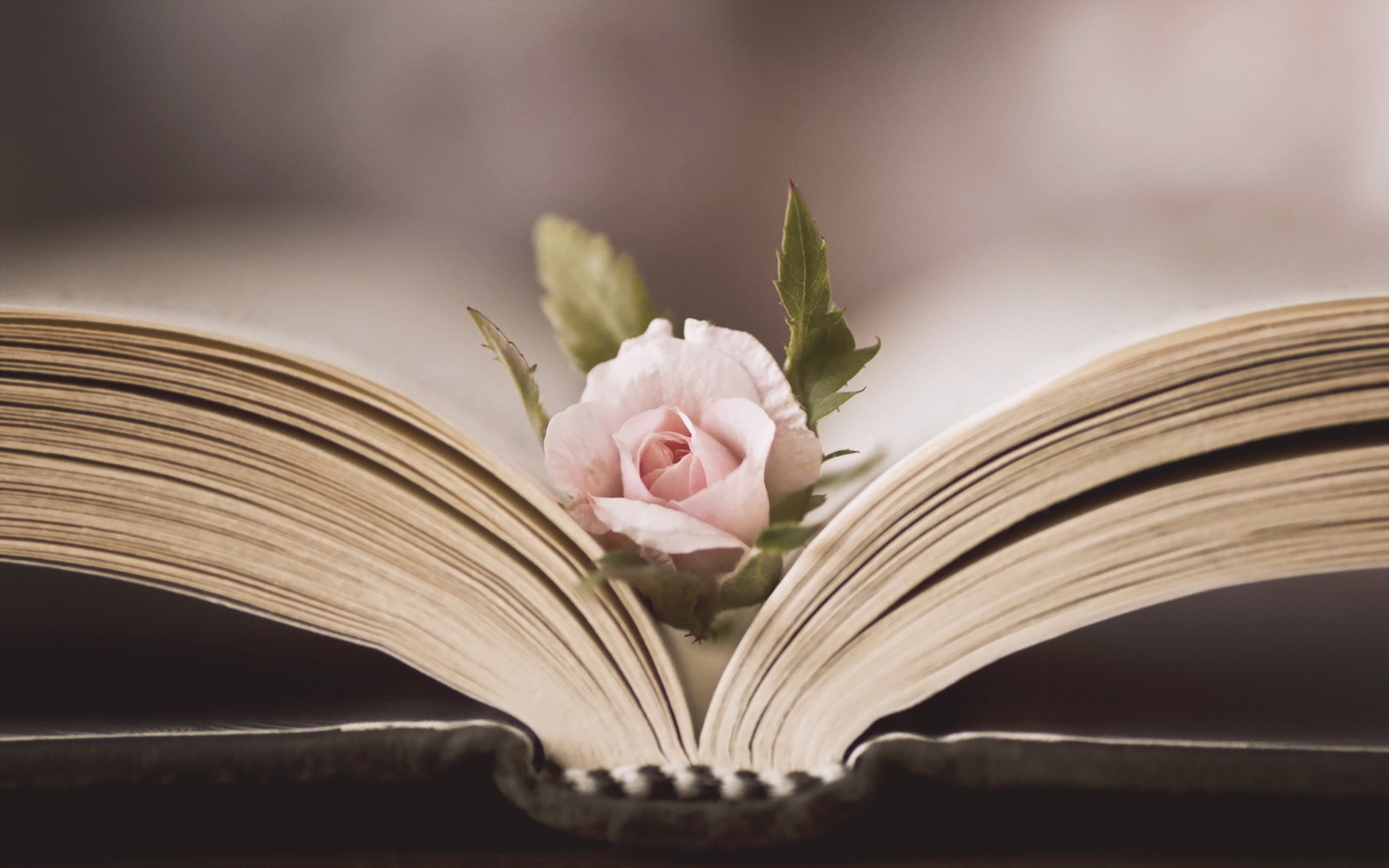 rose flower book